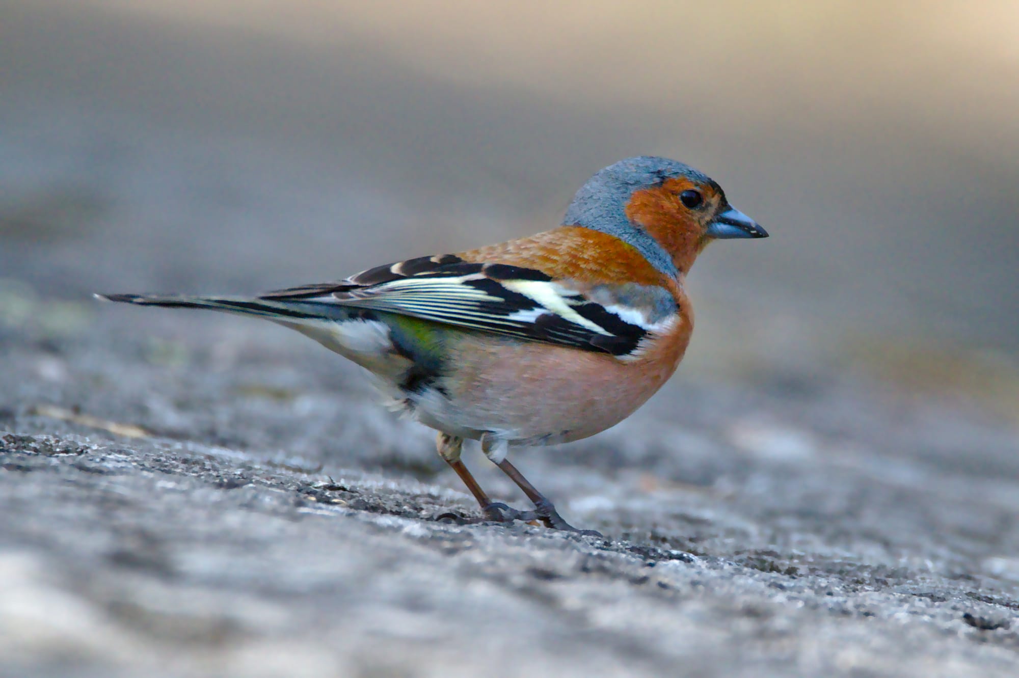 A male chaffinch on a cold winters day