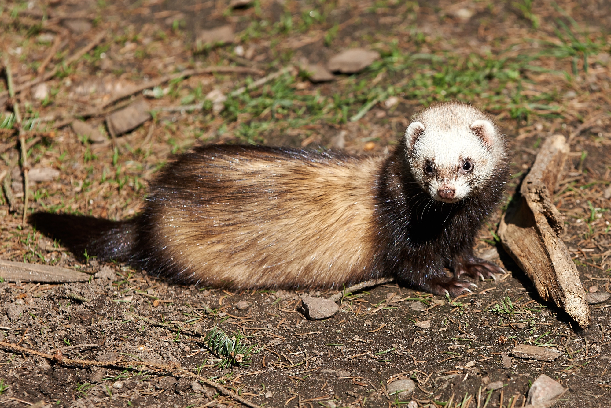 A resting polecat