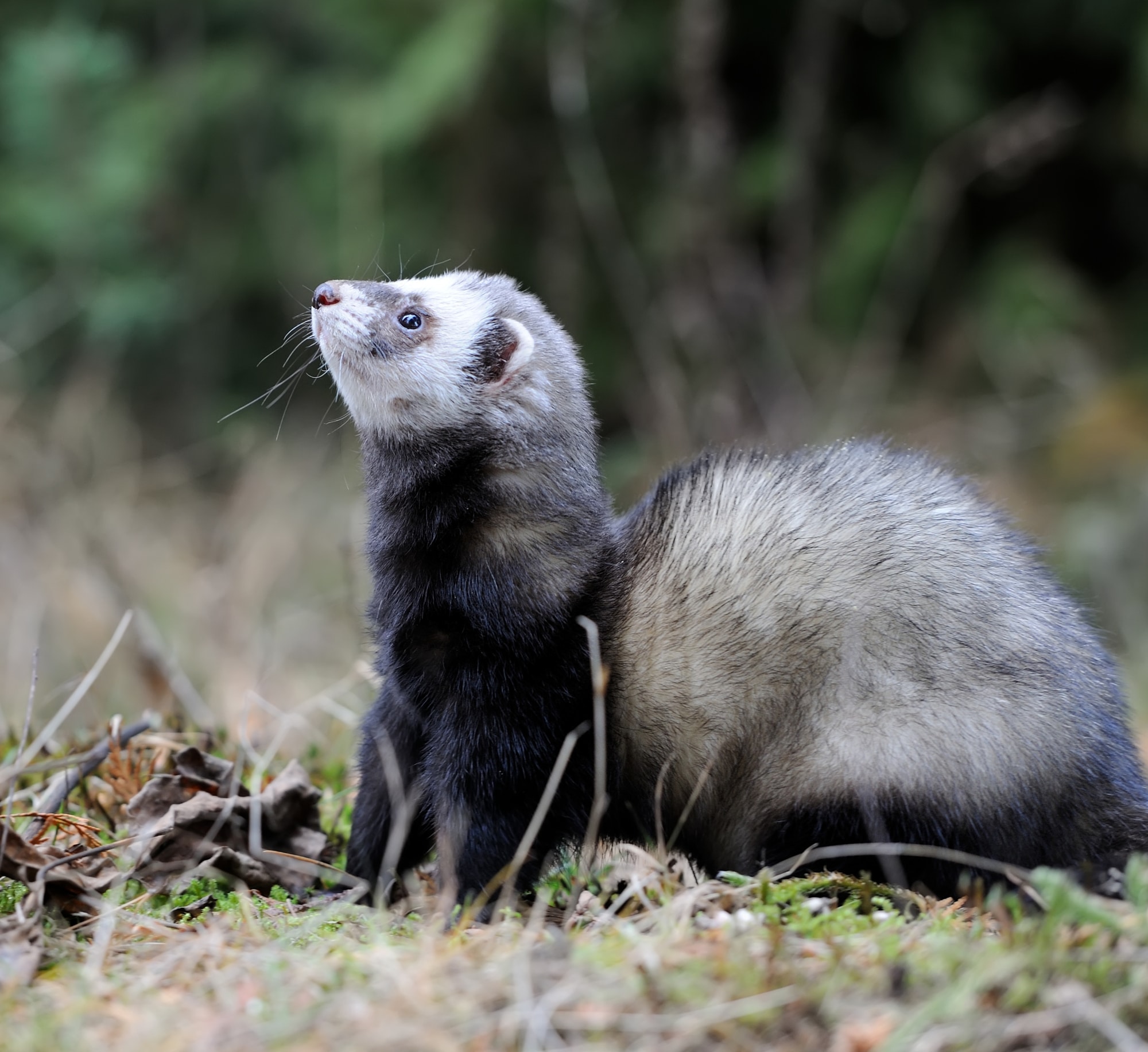 A wonderful polecat in its woodland surroundings