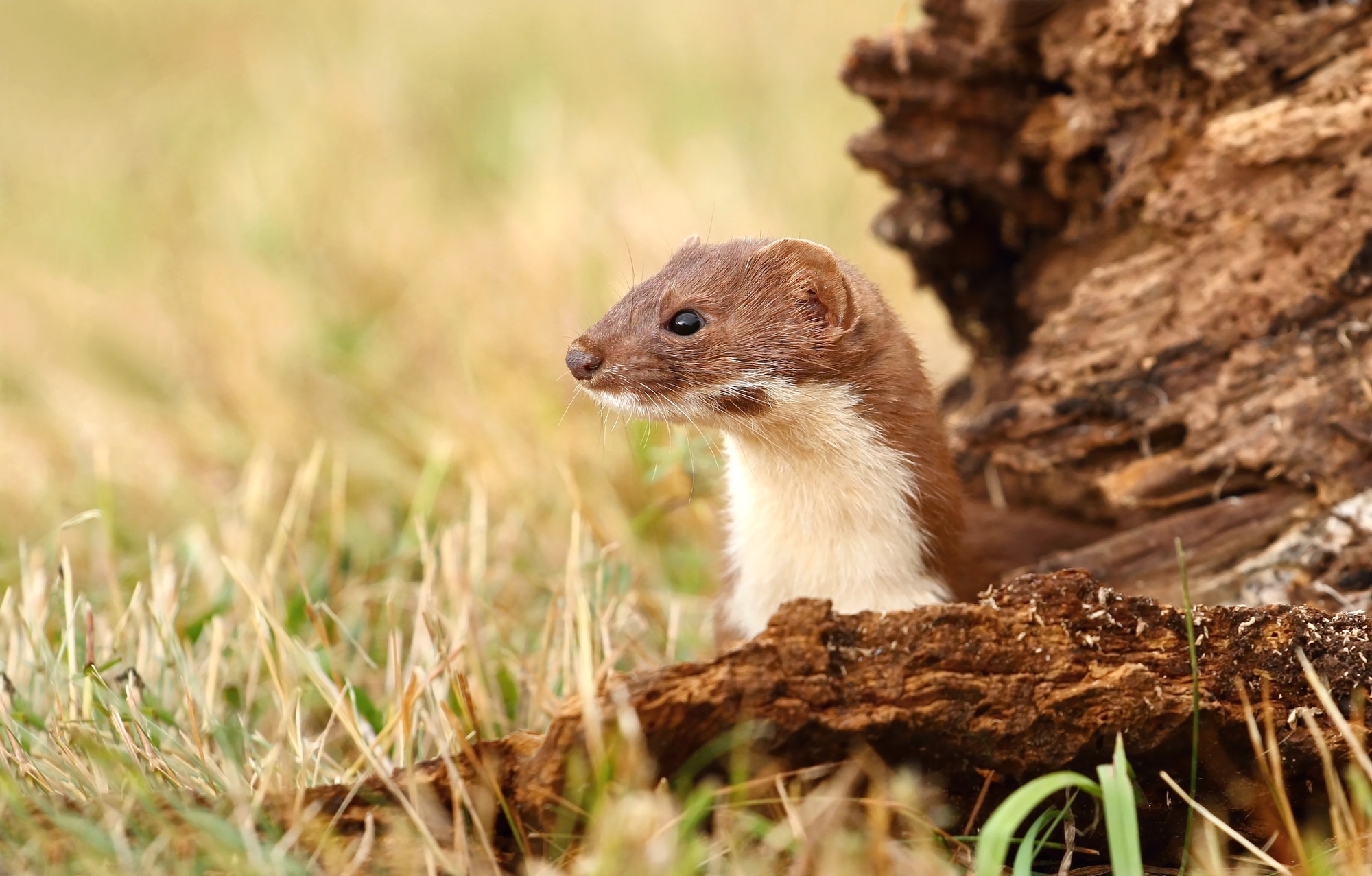 Weasel in its habitat