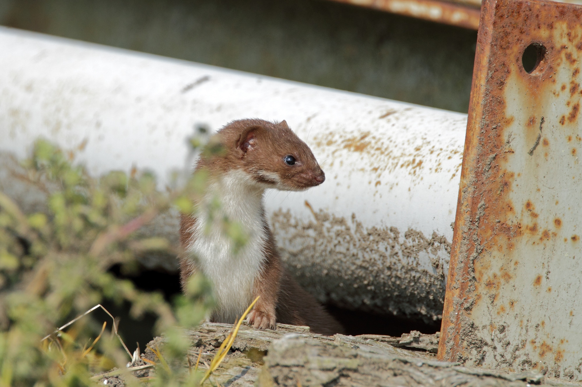 A weasel hides under some pipes