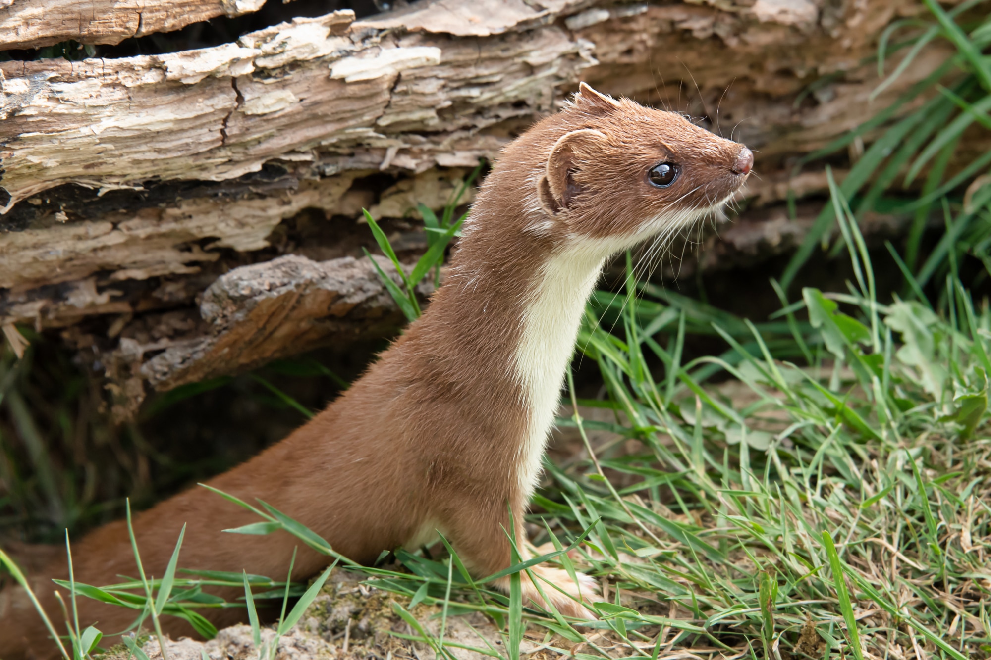 Dark Brown Weasel