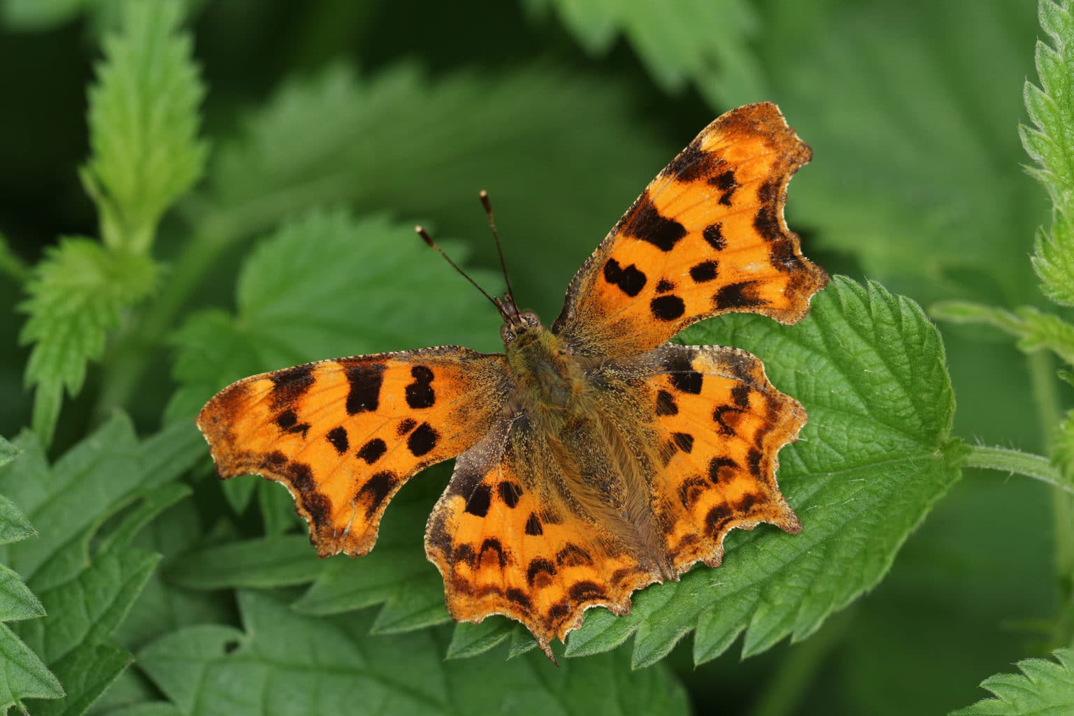 List Of Common British Butterflies - Glenlivet Wildlife