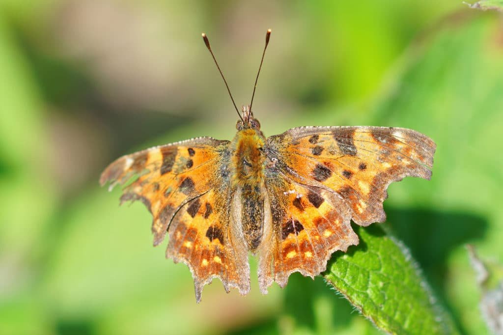 Comma Uk Insect Comma Butterfly and Caterpillar (Polygonia C-Album)