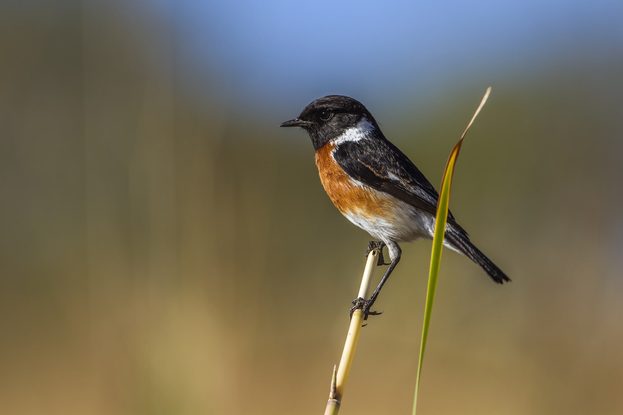 African stonechat in Kruger National park, South Africa