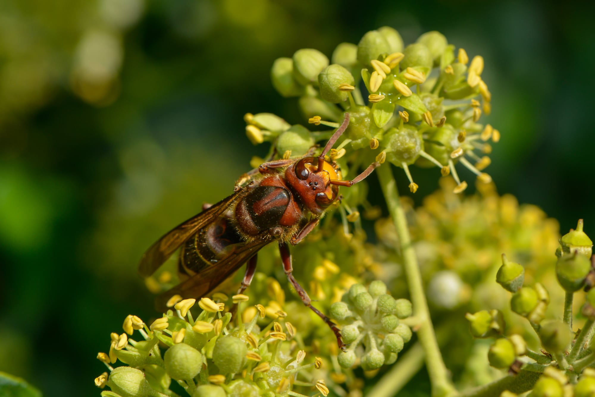 Asian hornet in the UK on an ivy blossom