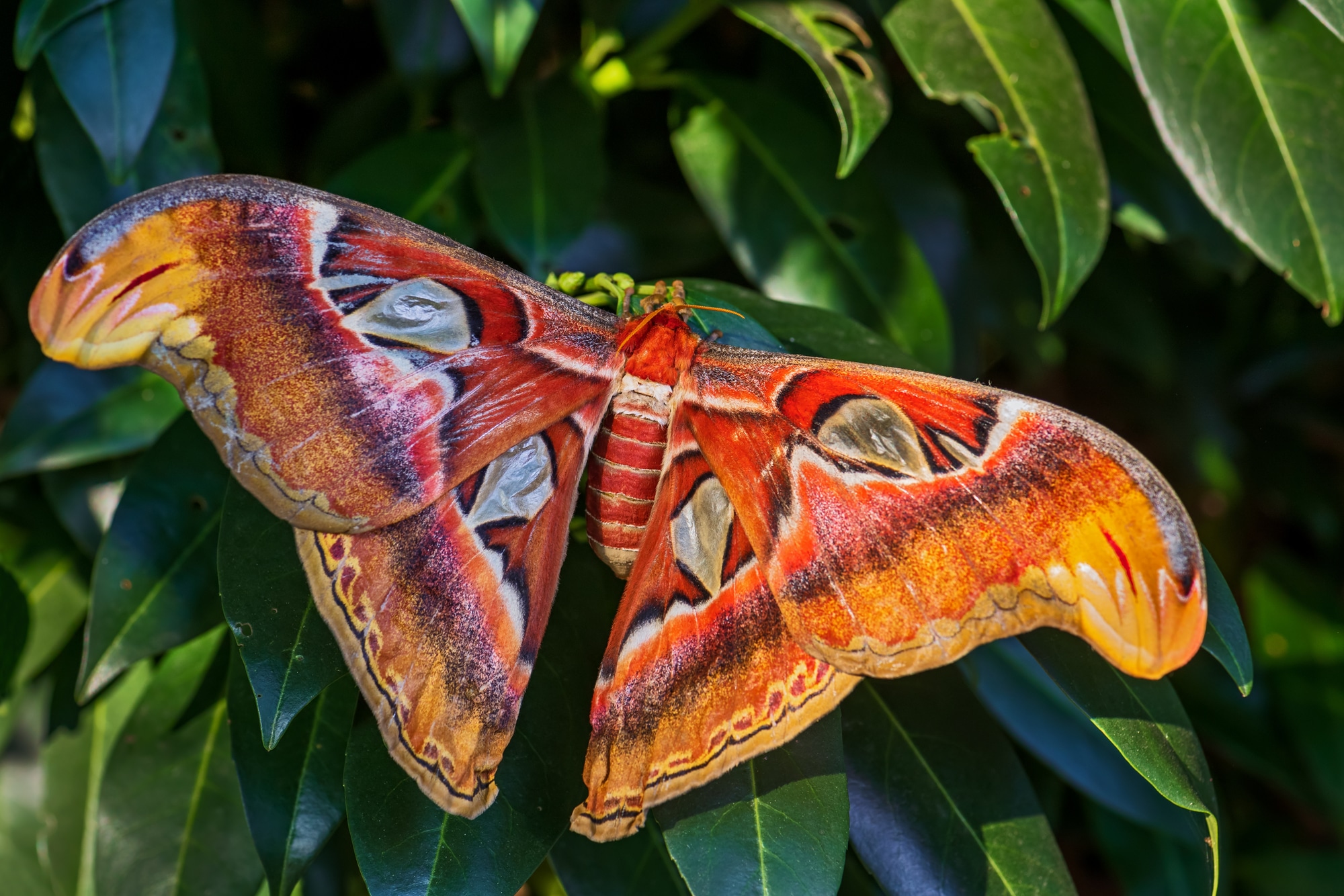 Atlas Moth - Attacus atlas, beautiful large iconic moth