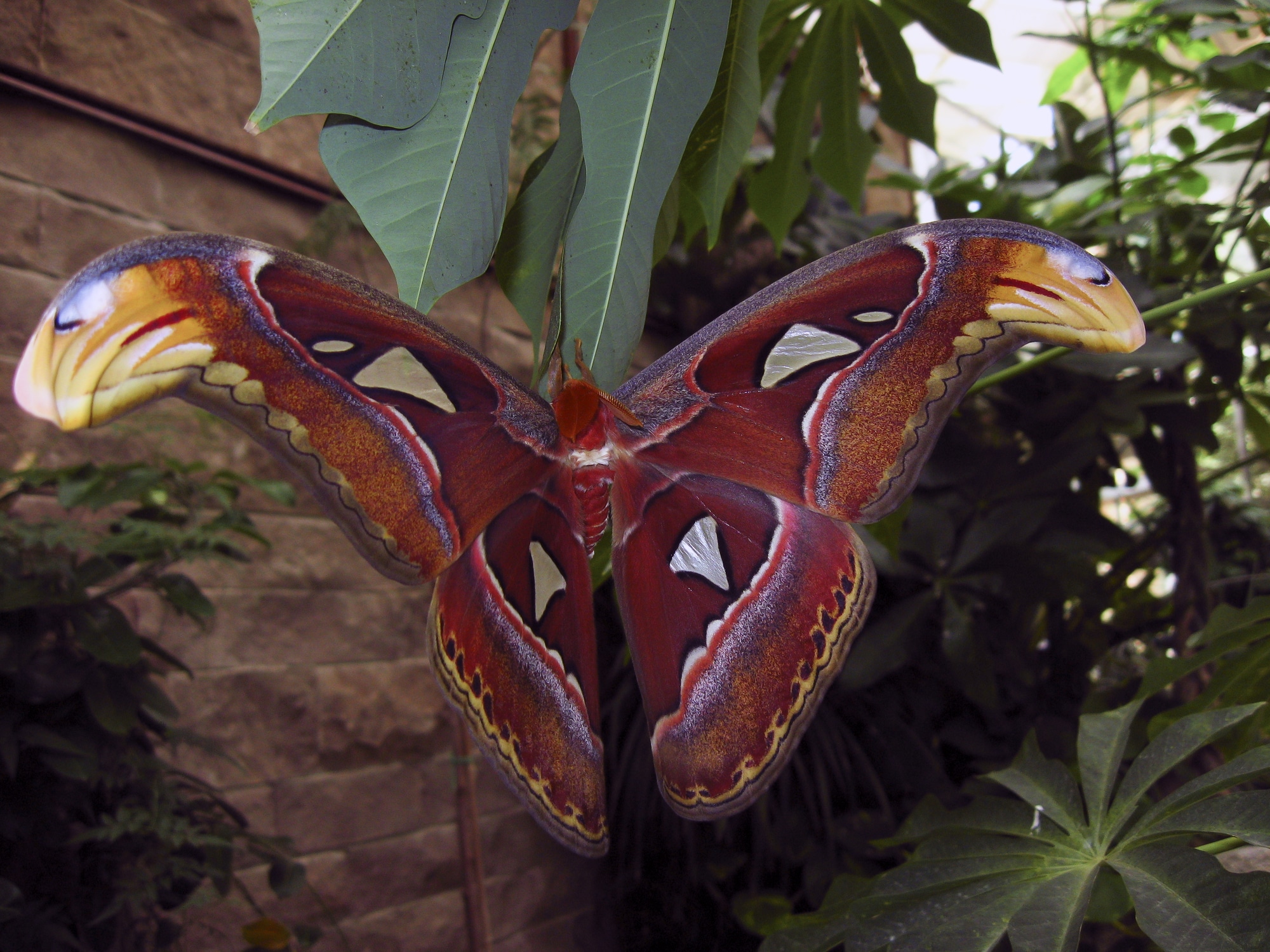 Attacus Atlas Moth