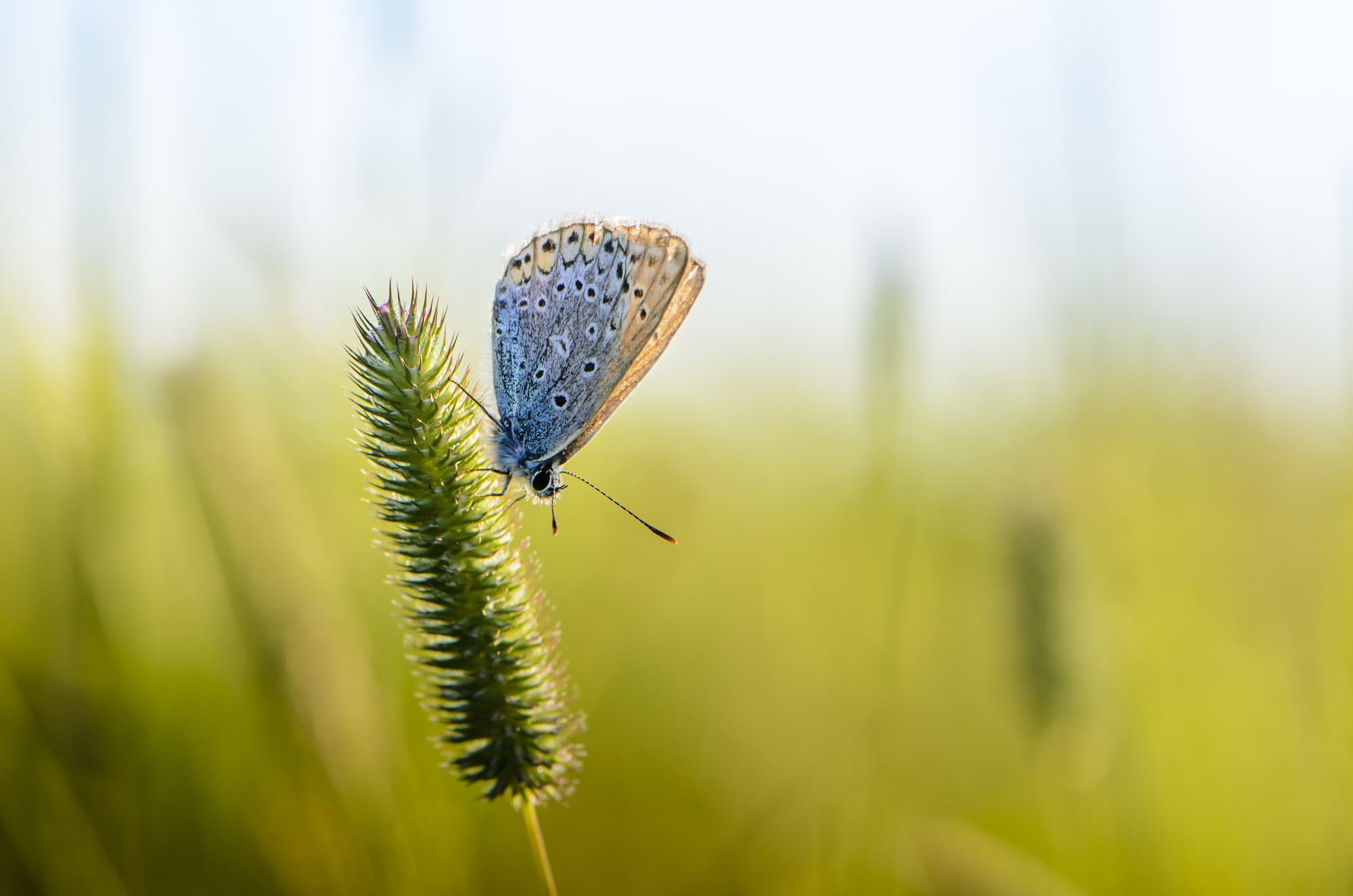 Common Blue Butterfly Caterpillar