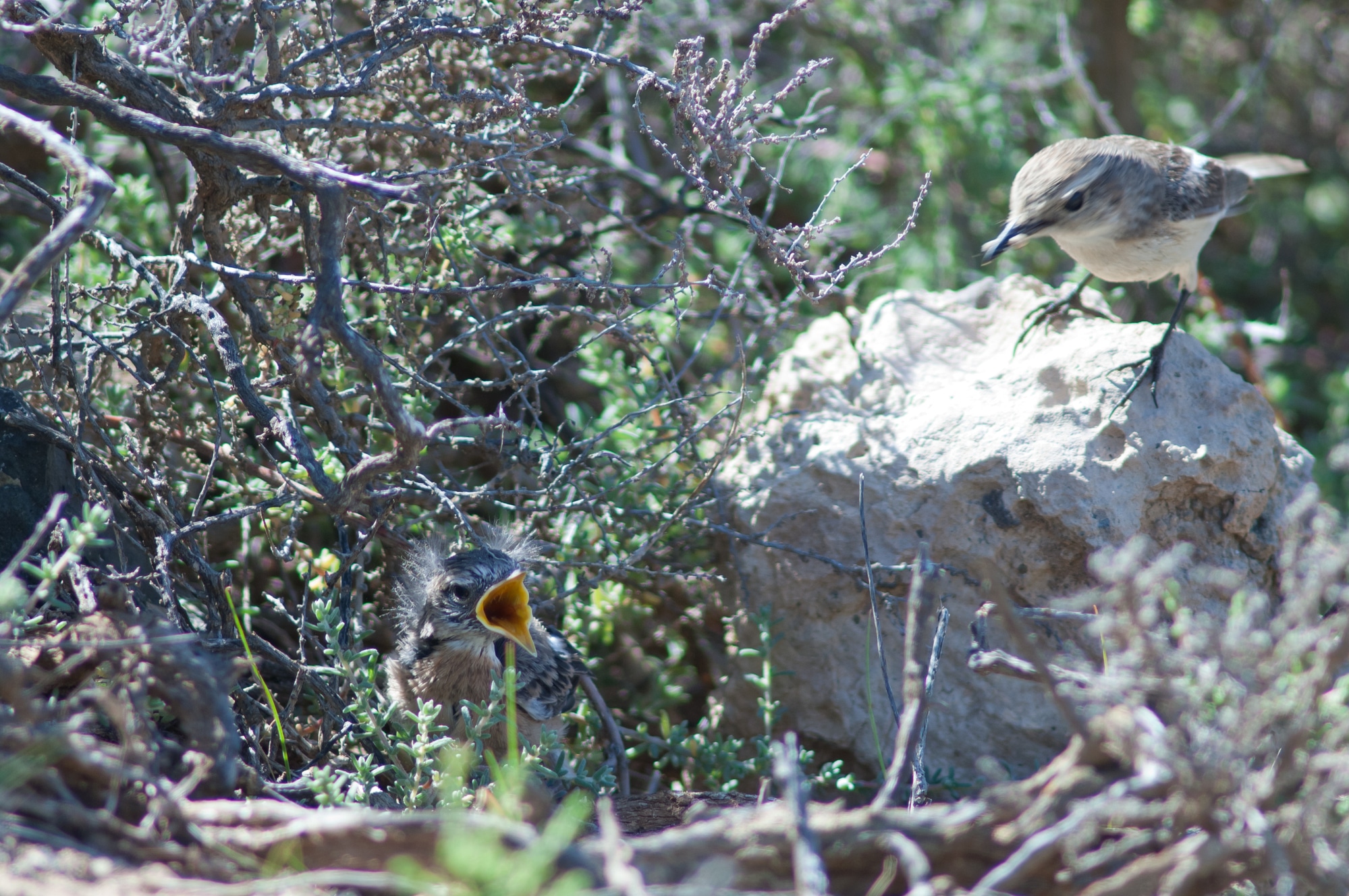 Canary Islands stonechats Saxicola dacotiae. Female with food to one of its chicks.