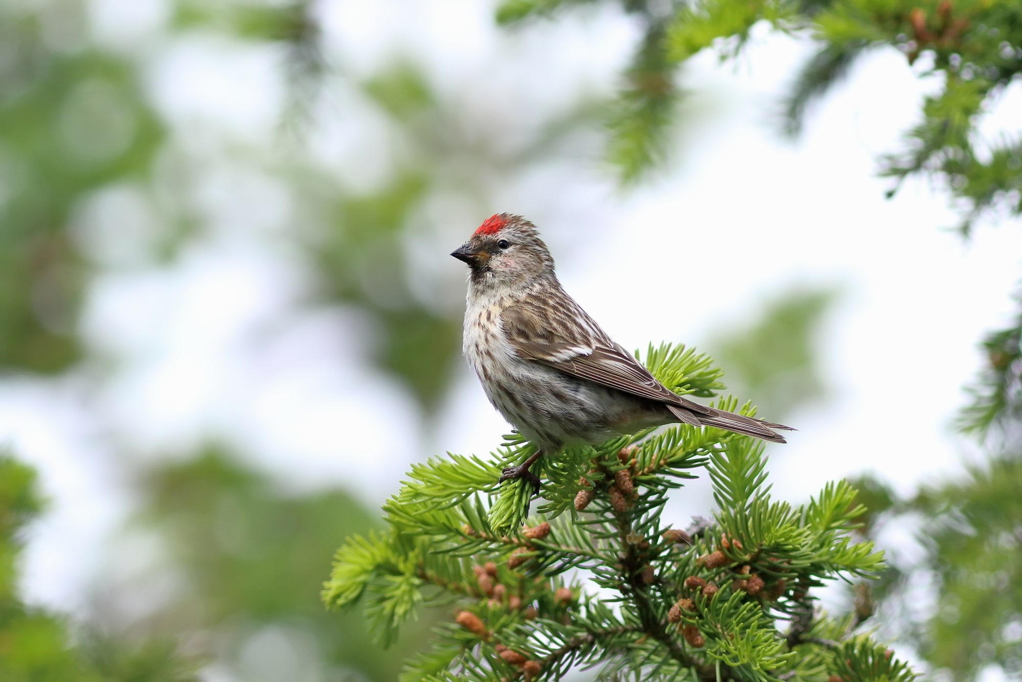 Acanthis flammea (common redpoll)