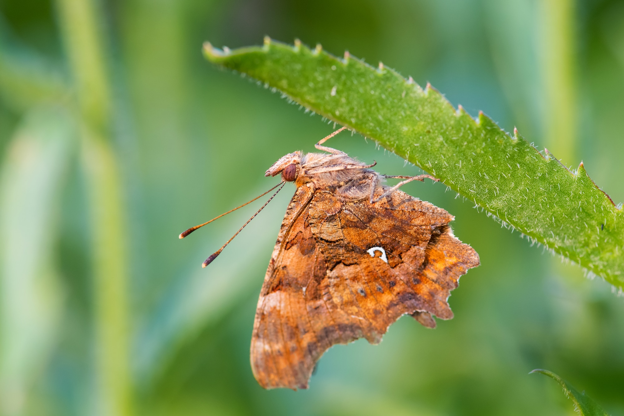 Wing underside of the comma