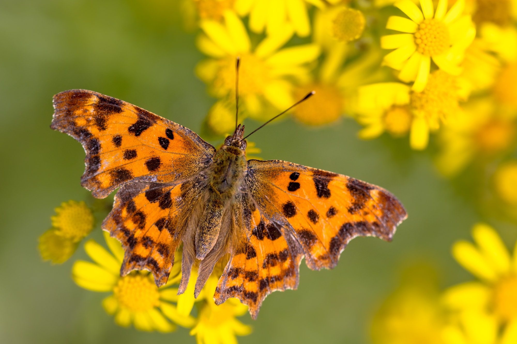 Comma butterfly (Polygonia c-album) drinking nectar on yellow flowers in the summer sun.