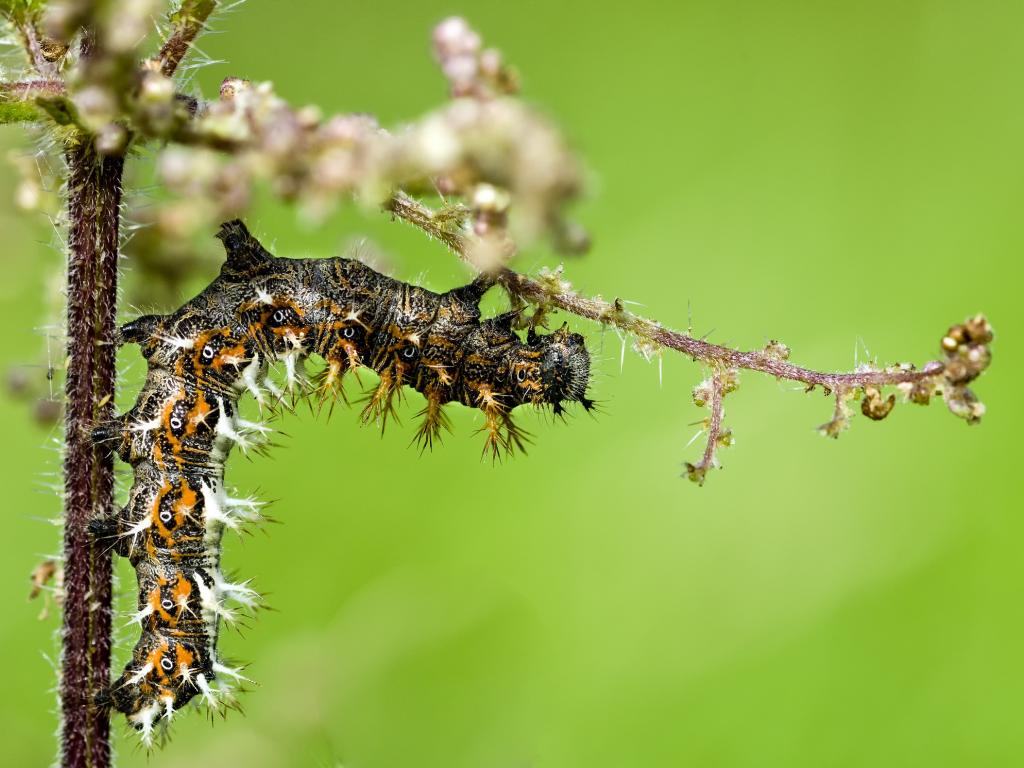 Comma butterfly caterpillar