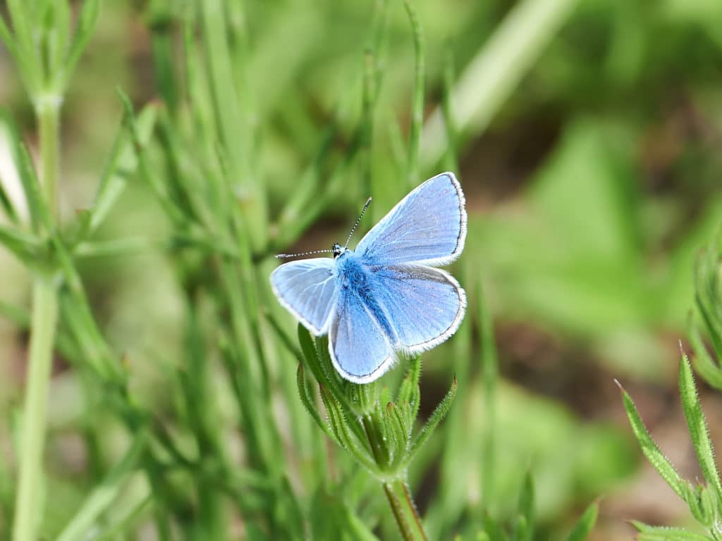 Common Blue (Polyommatus icarus)