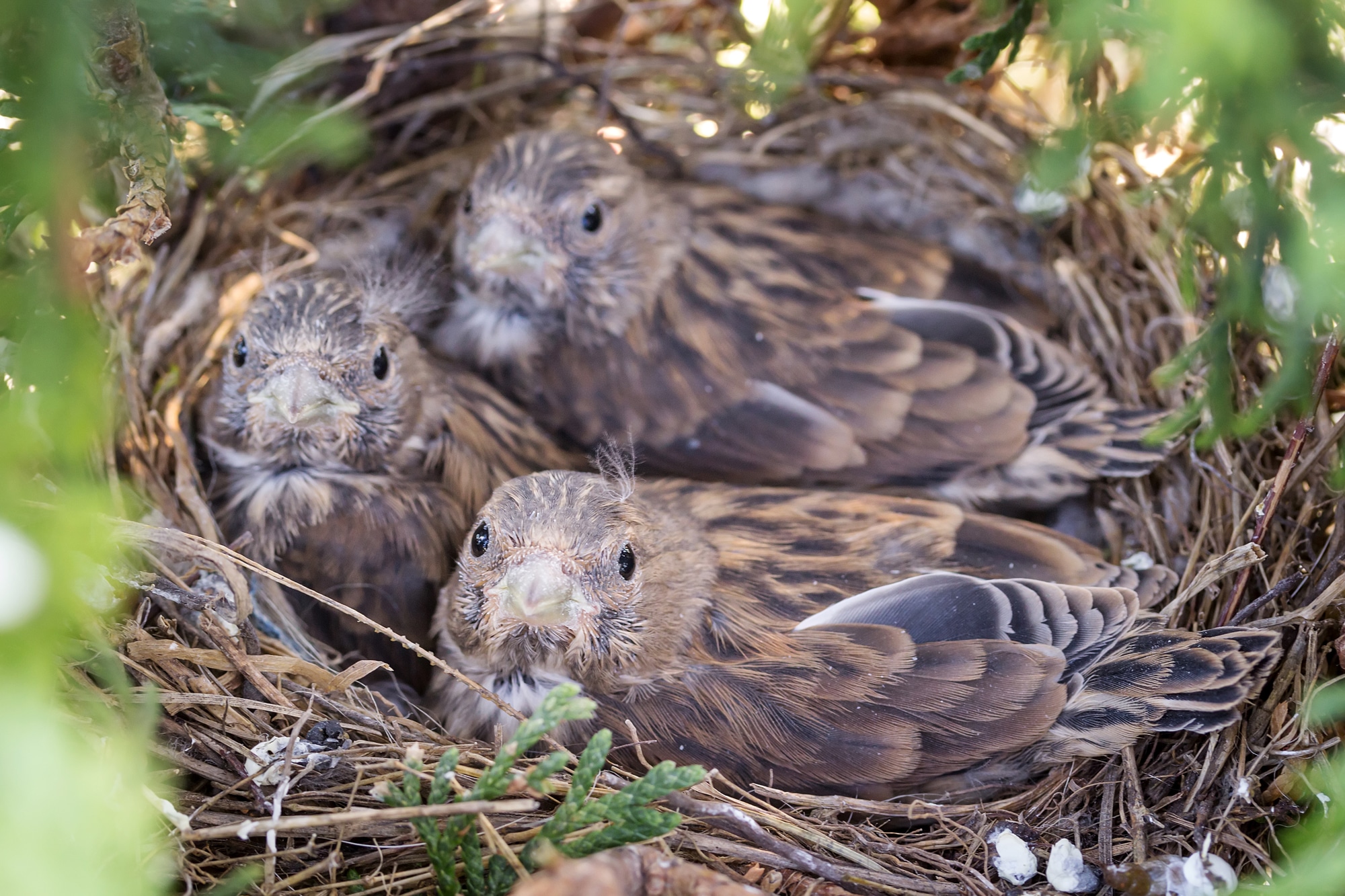 Common Linnet baby birds in a nest