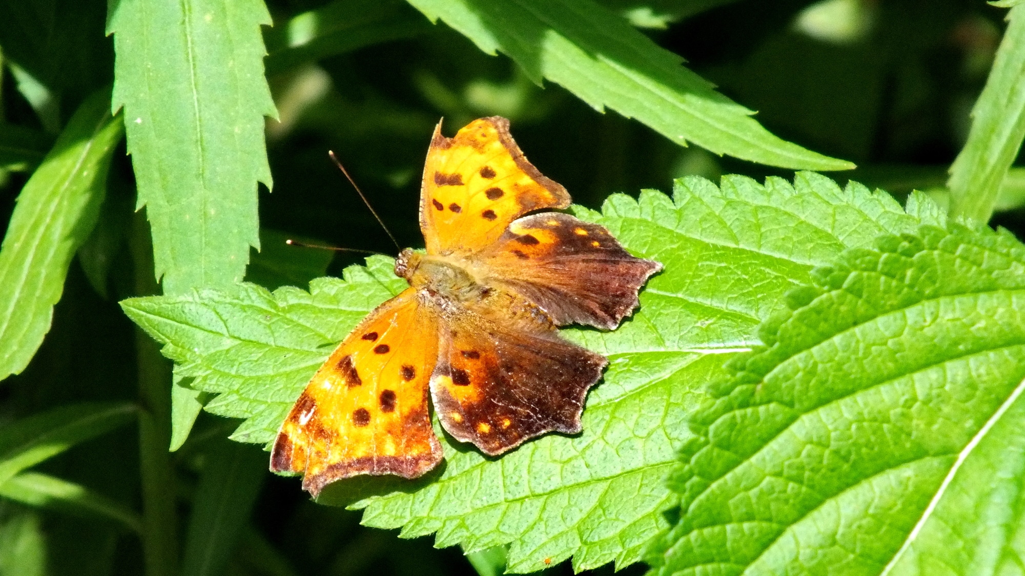 Eastern Comma Butterfly in the wild in Toronto