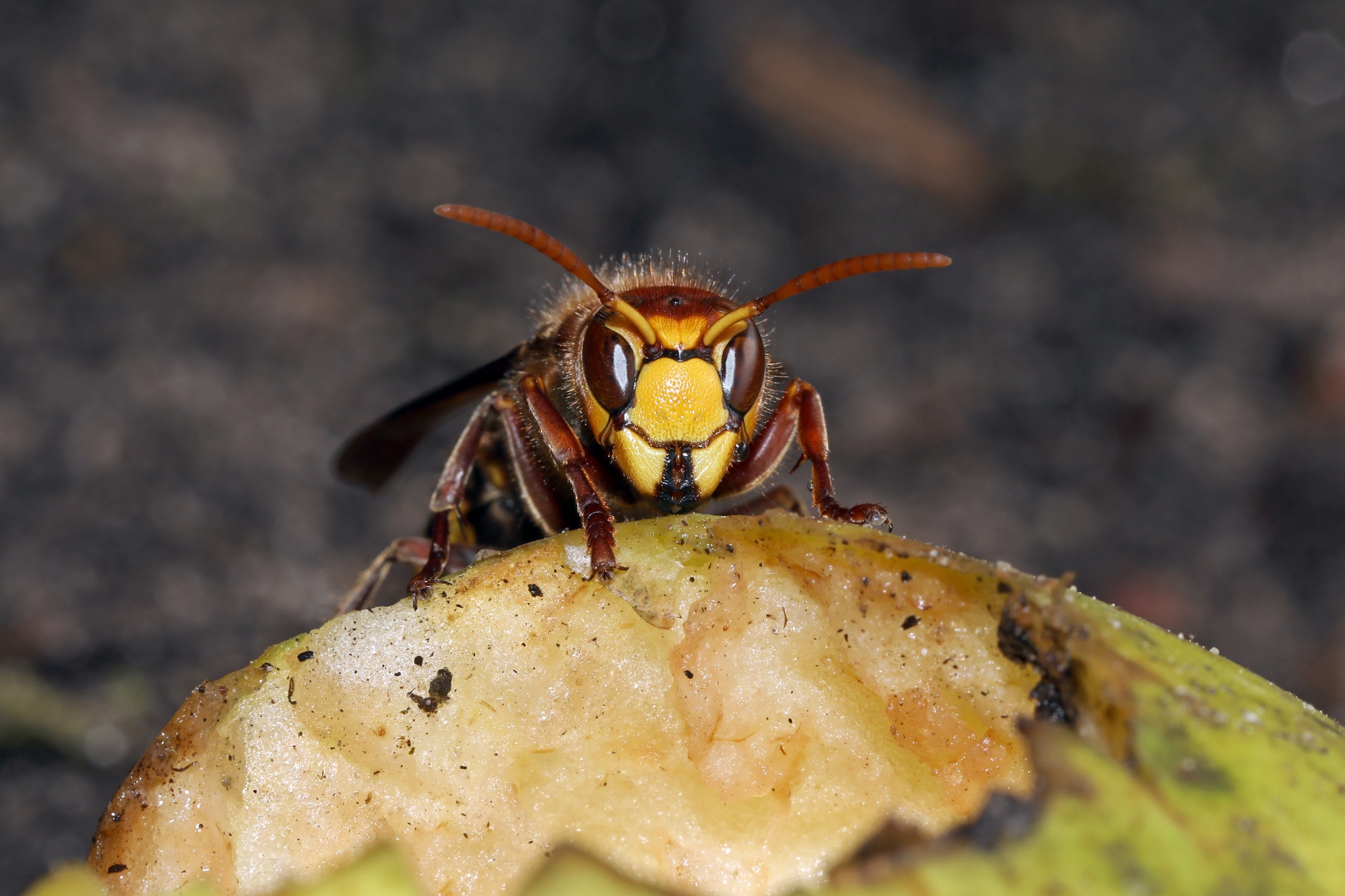 European hornet