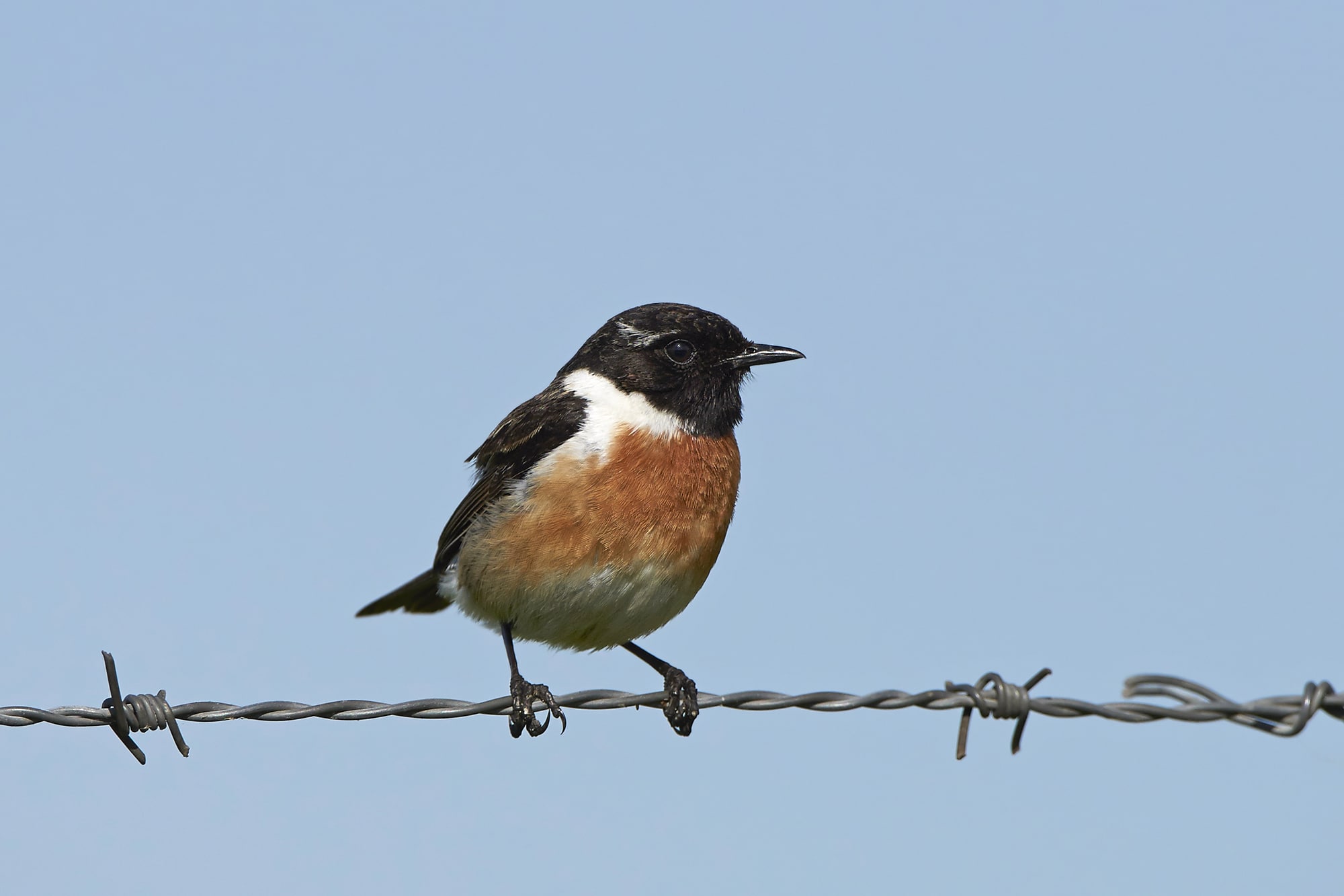 European stonechat resting on a barb wire with blue skies in the background