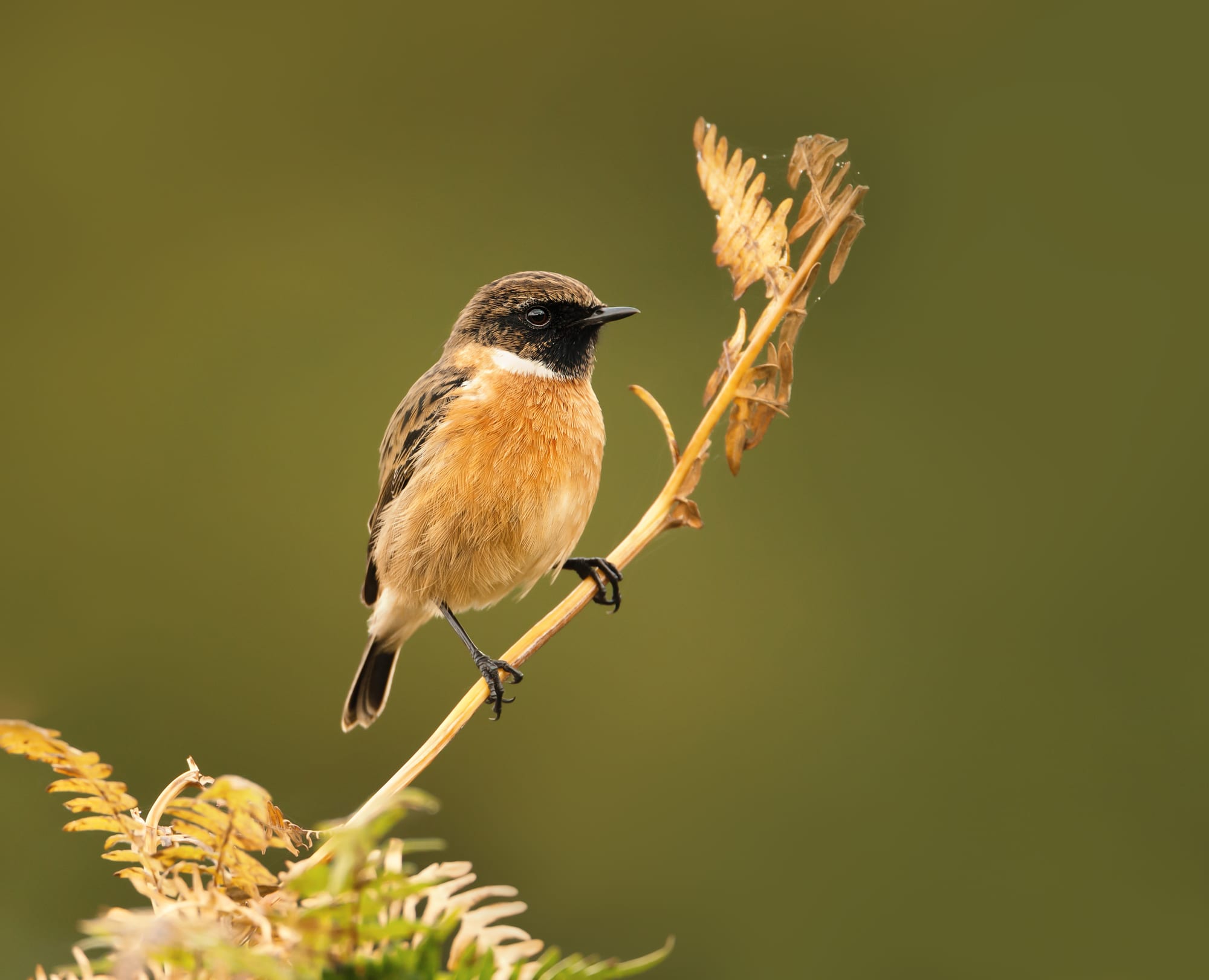 Stonechat (Saxicola Rubicola) - European/UK Garden Bird Facts