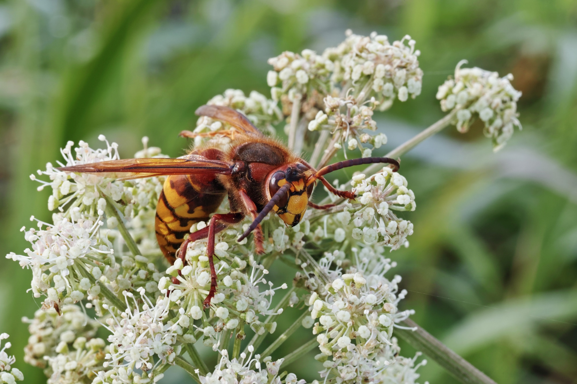 Female specimen of a Vespa crabro, european hornet