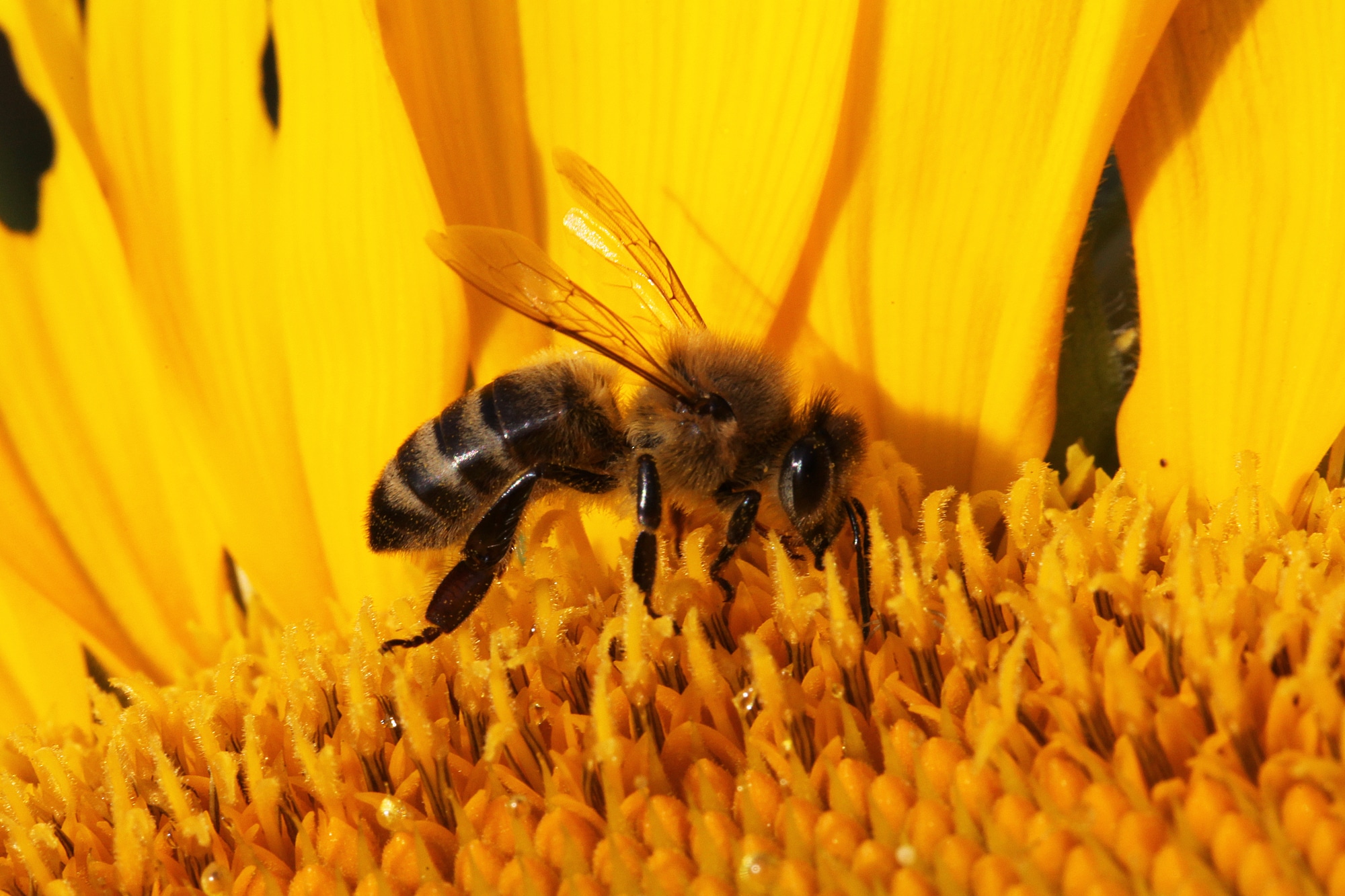 Honey bee on sunflower