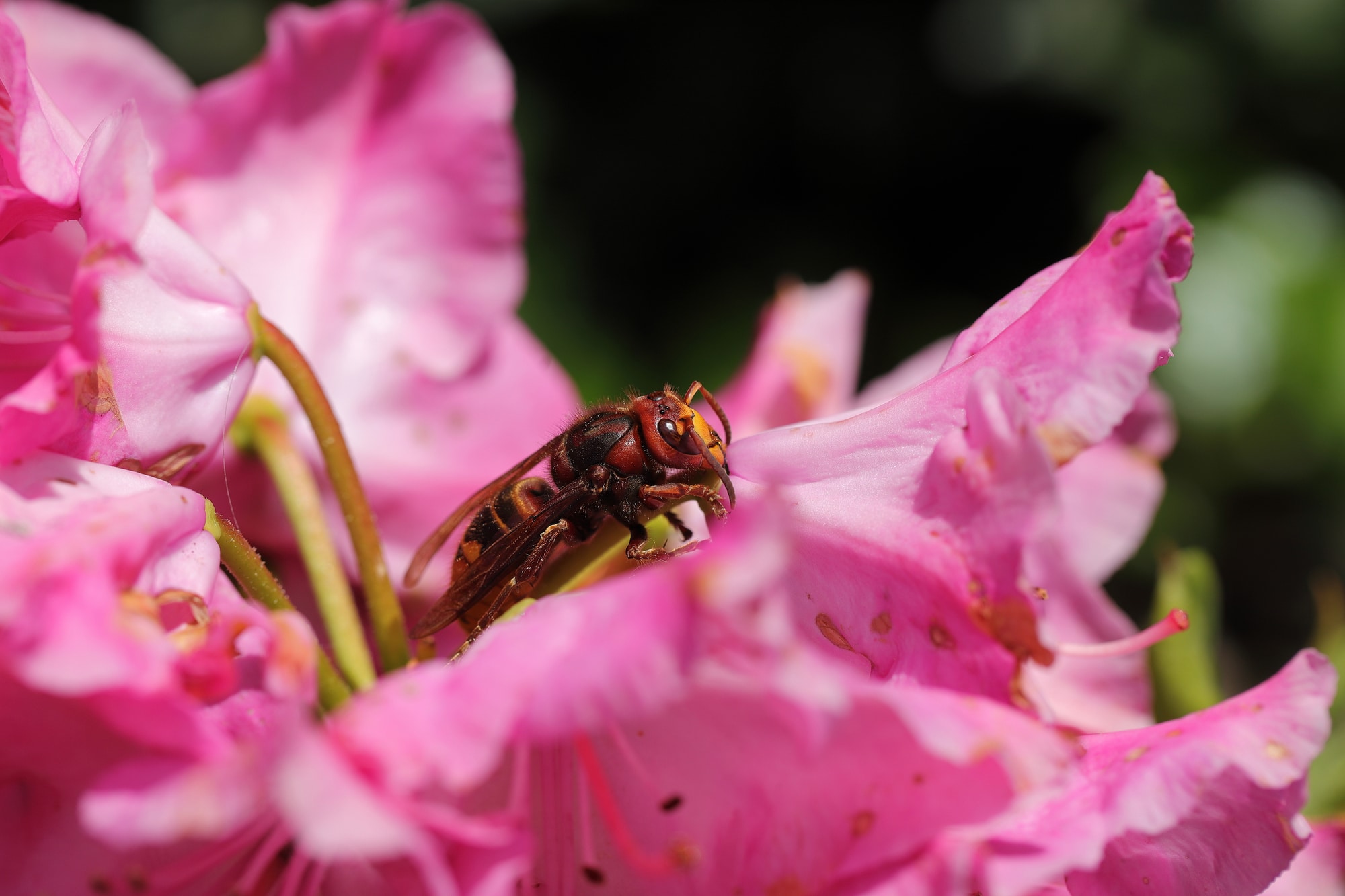 Hornet looks for food on a plant