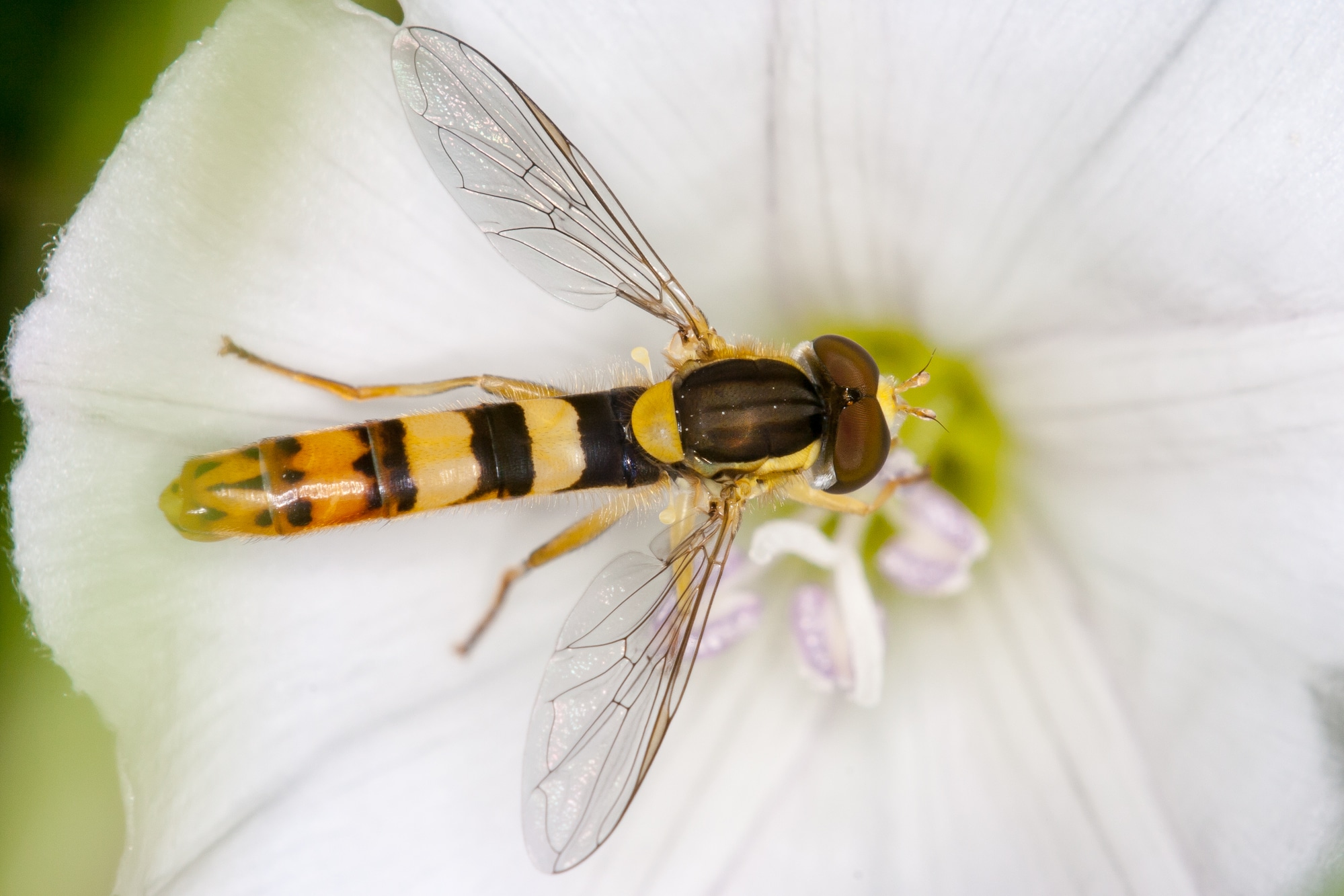 Hoverfly (Syrphidae) - Identification, Facts and Images