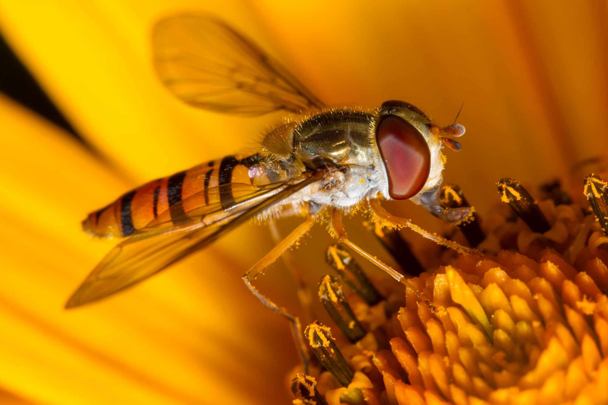 Hoverfly (Syrphidae) - Identification, Facts and Images