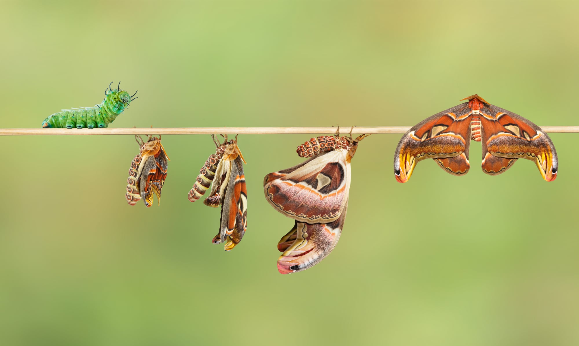 Life cycle of attacus atlas moth