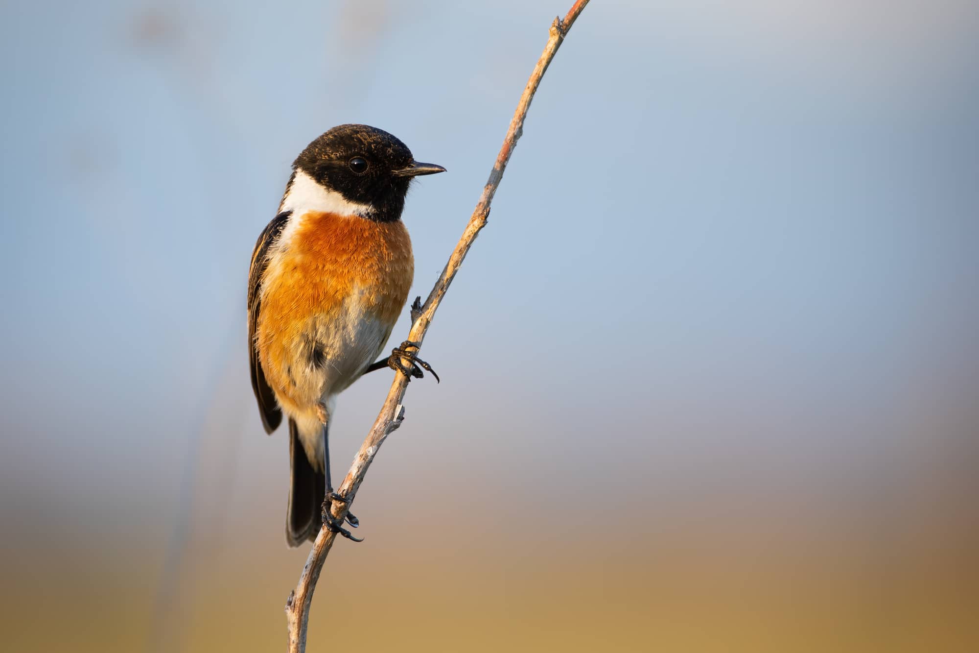 Male european stonechat, saxicola rubicola, sitting on diagonal plant stem with blue sky in background. Passerine bird still from front view with copy space.