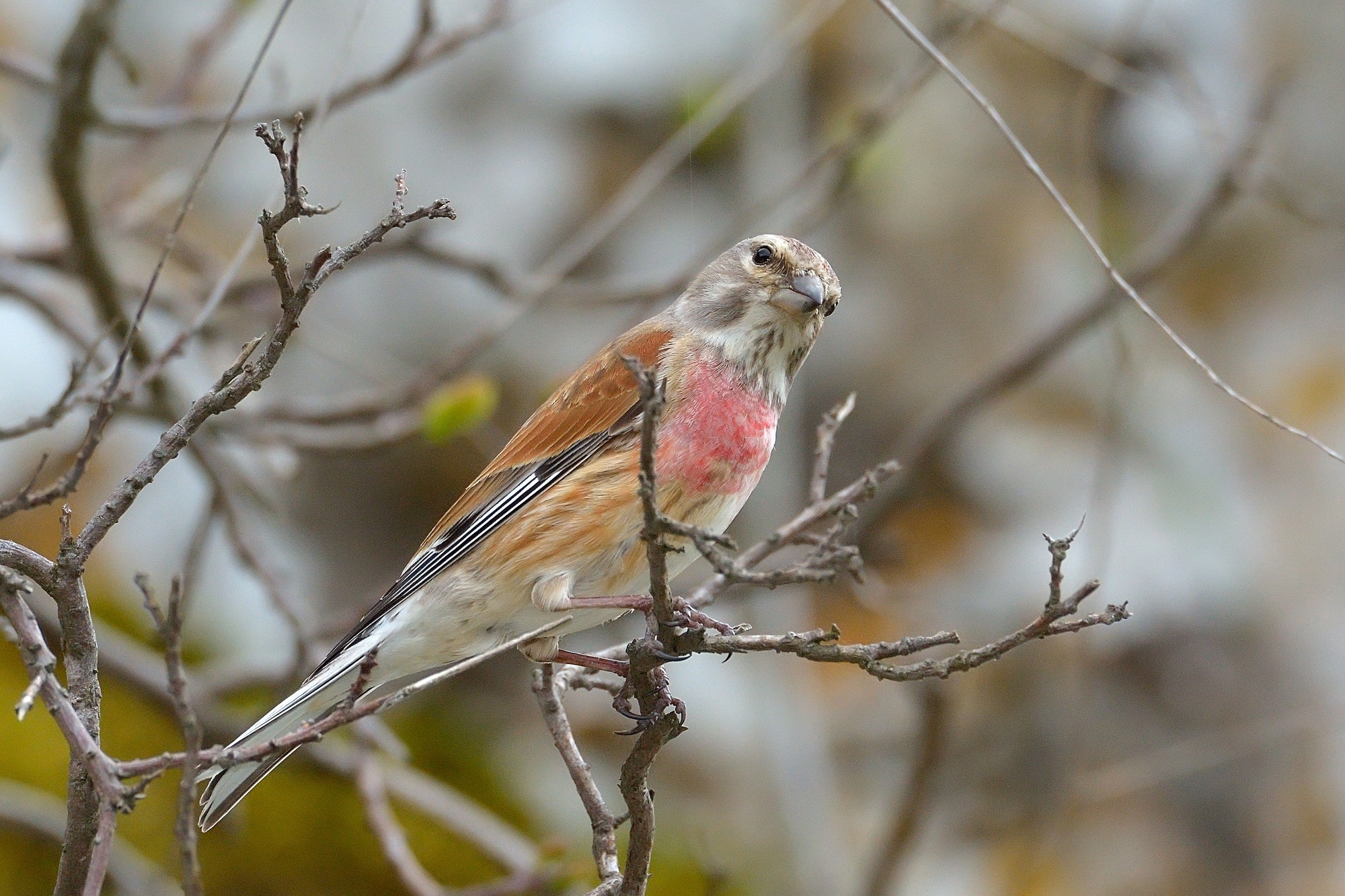 The Common Linnet in natural habitat (Carduelis cannabina)