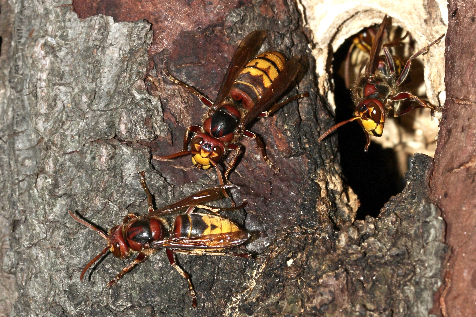 European hornet, vespa crabro nest