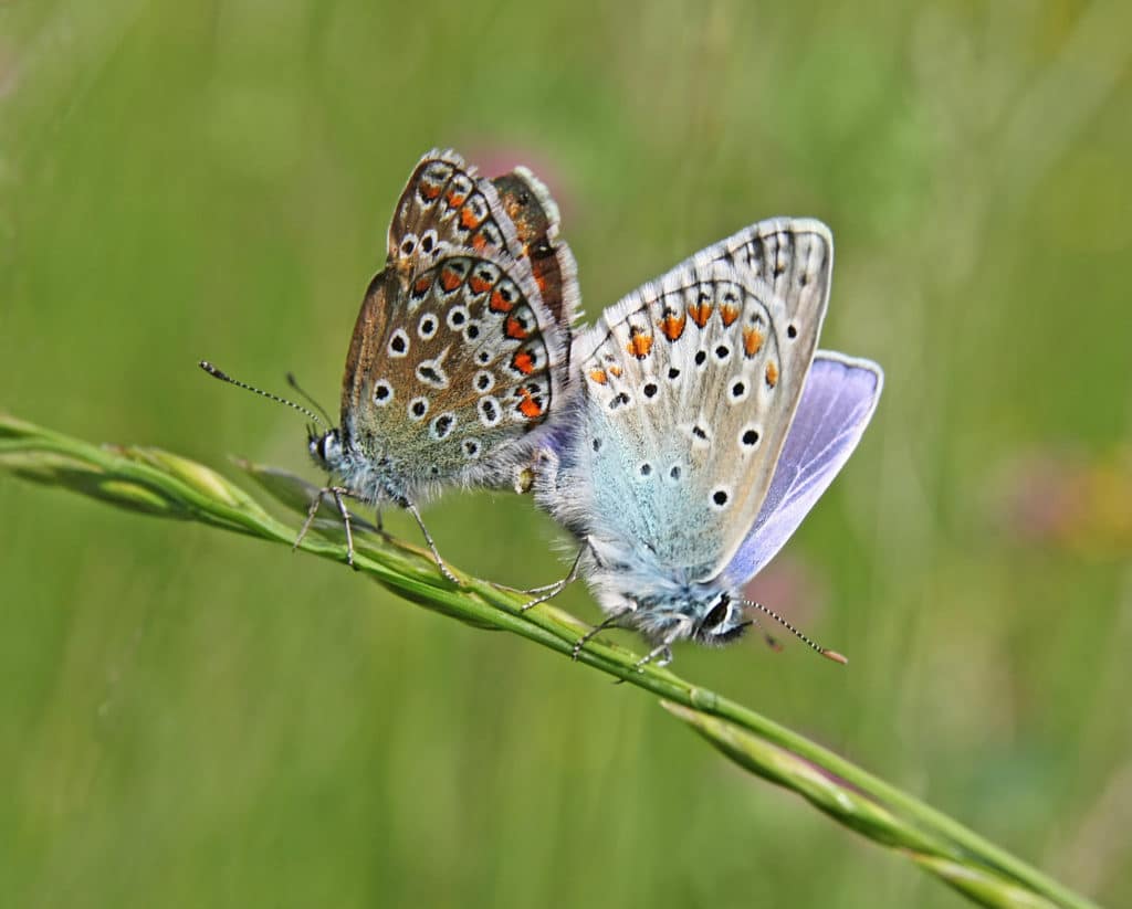 Common Blue (Polyommatus Icarus) - Identification and Facts