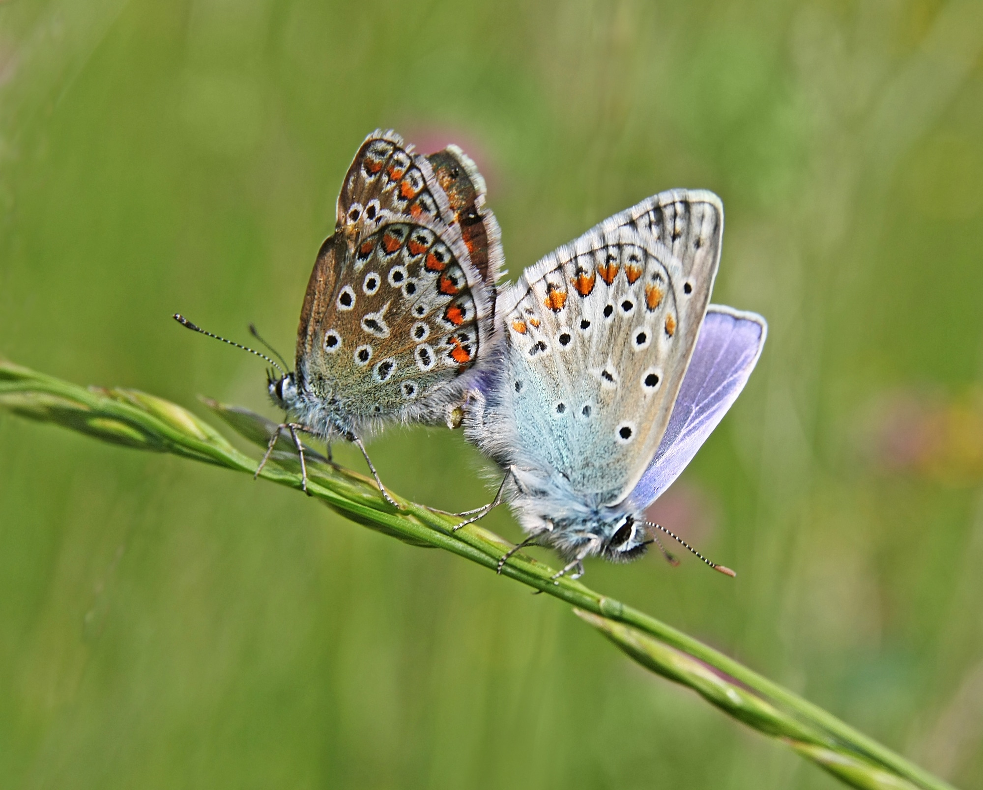 Female and male common blue mating