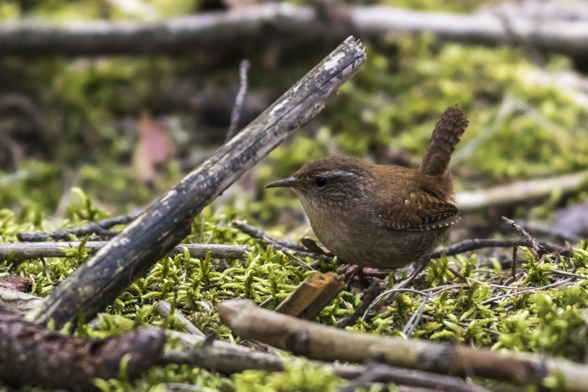 A wren on the garden floor