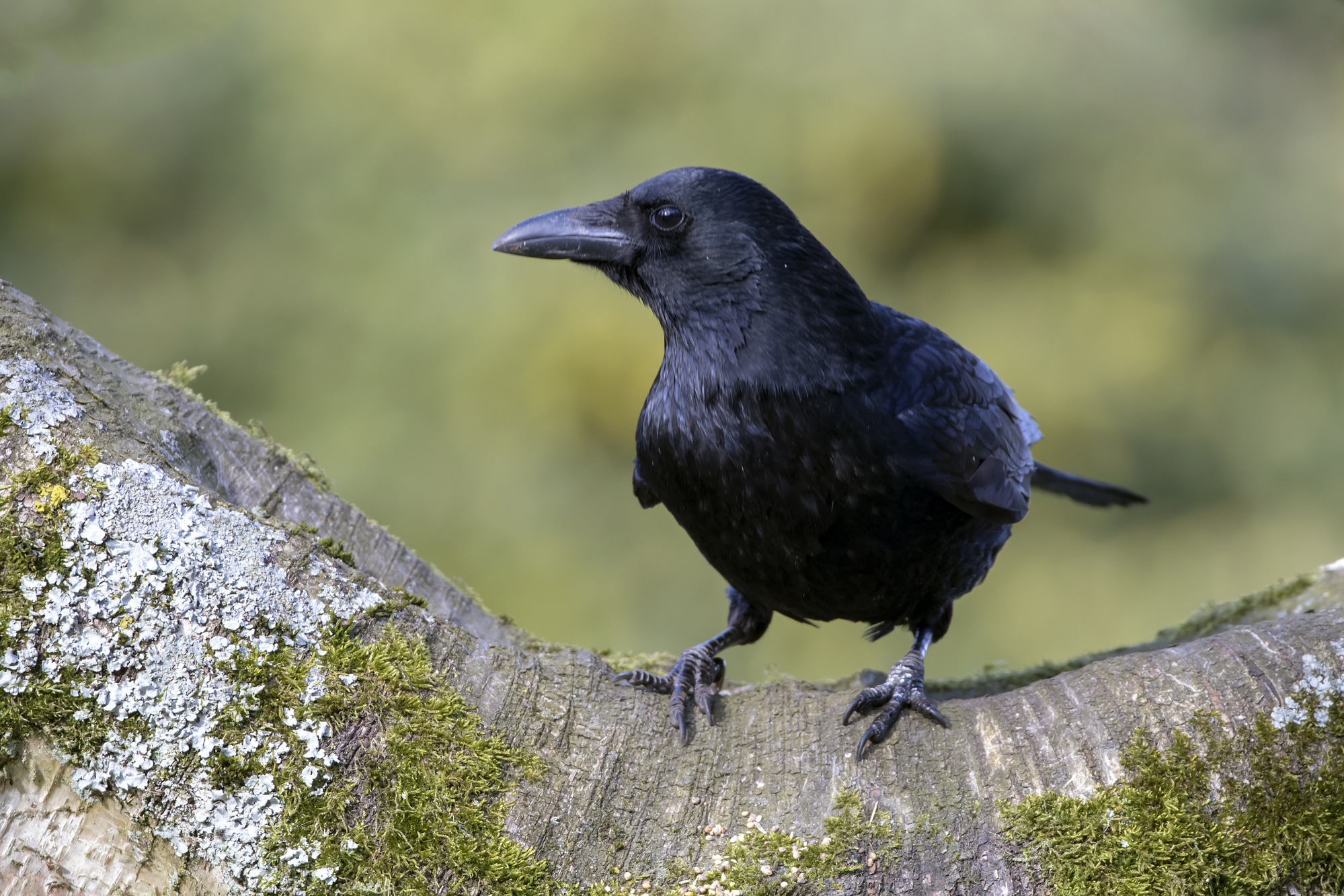 Close-up of Carrion Crow sitting on wide branch