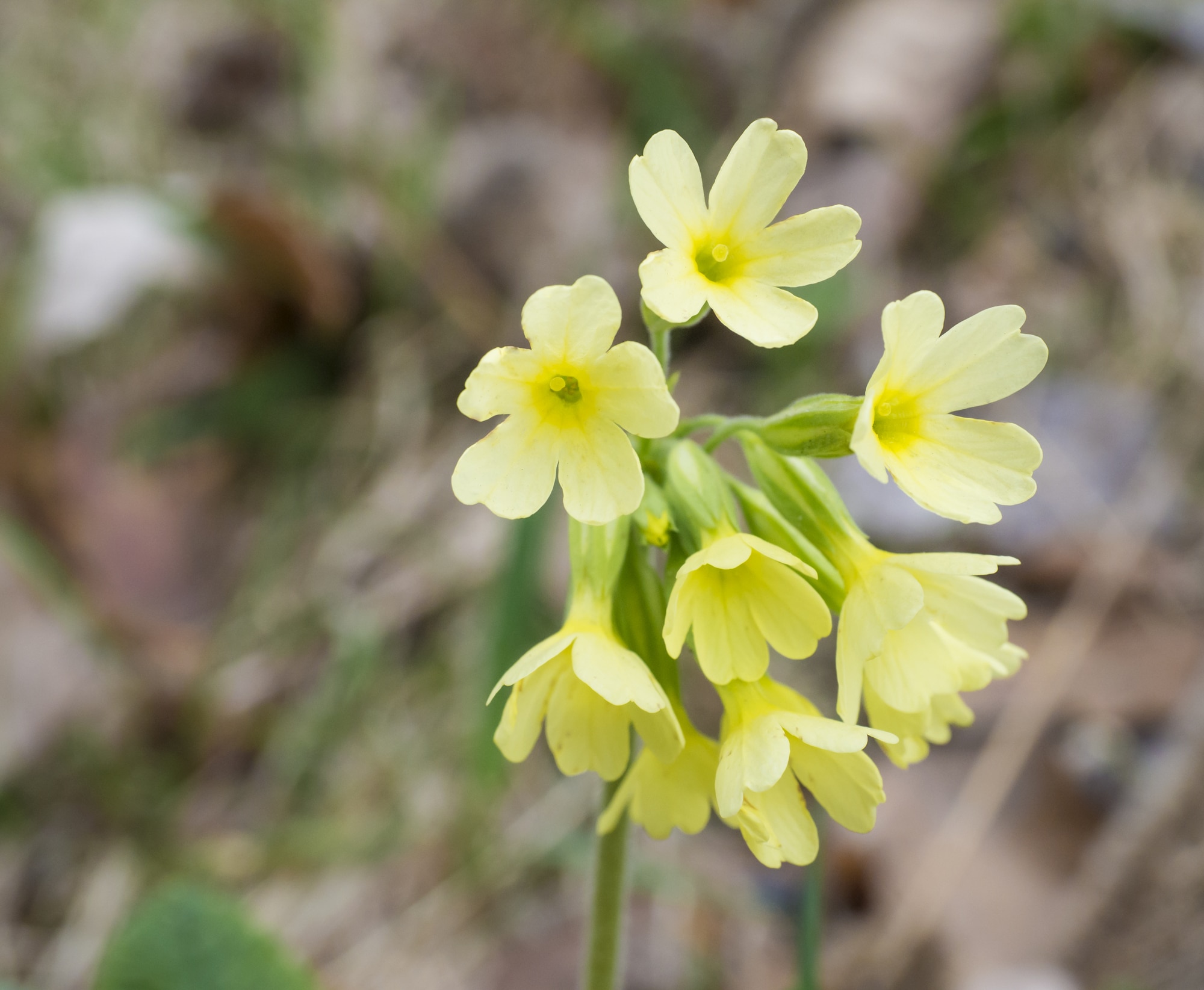 Yellow primrose (primula vulgaris)