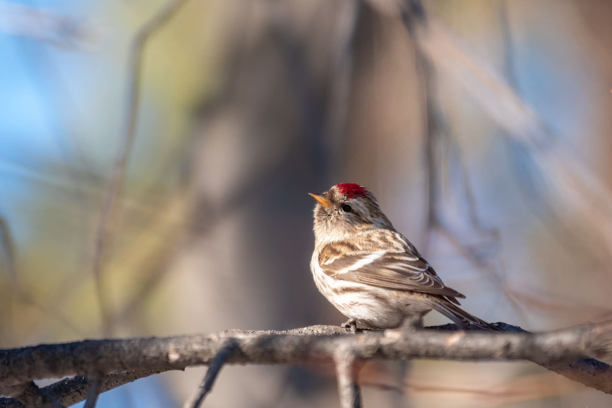 Common redpoll on a sunny spring day