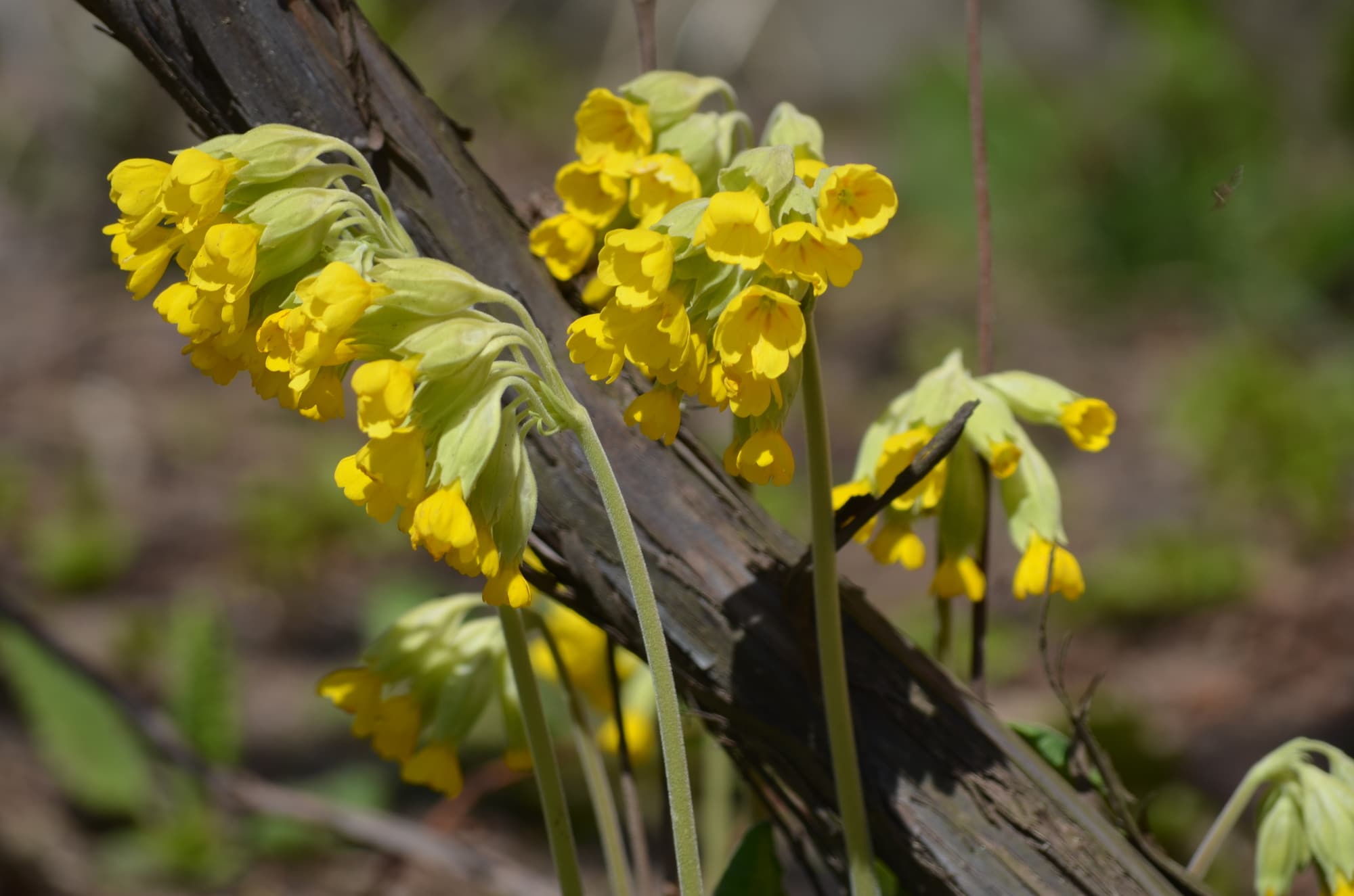 Cowslip (Primula Veris) Identification, Names & History