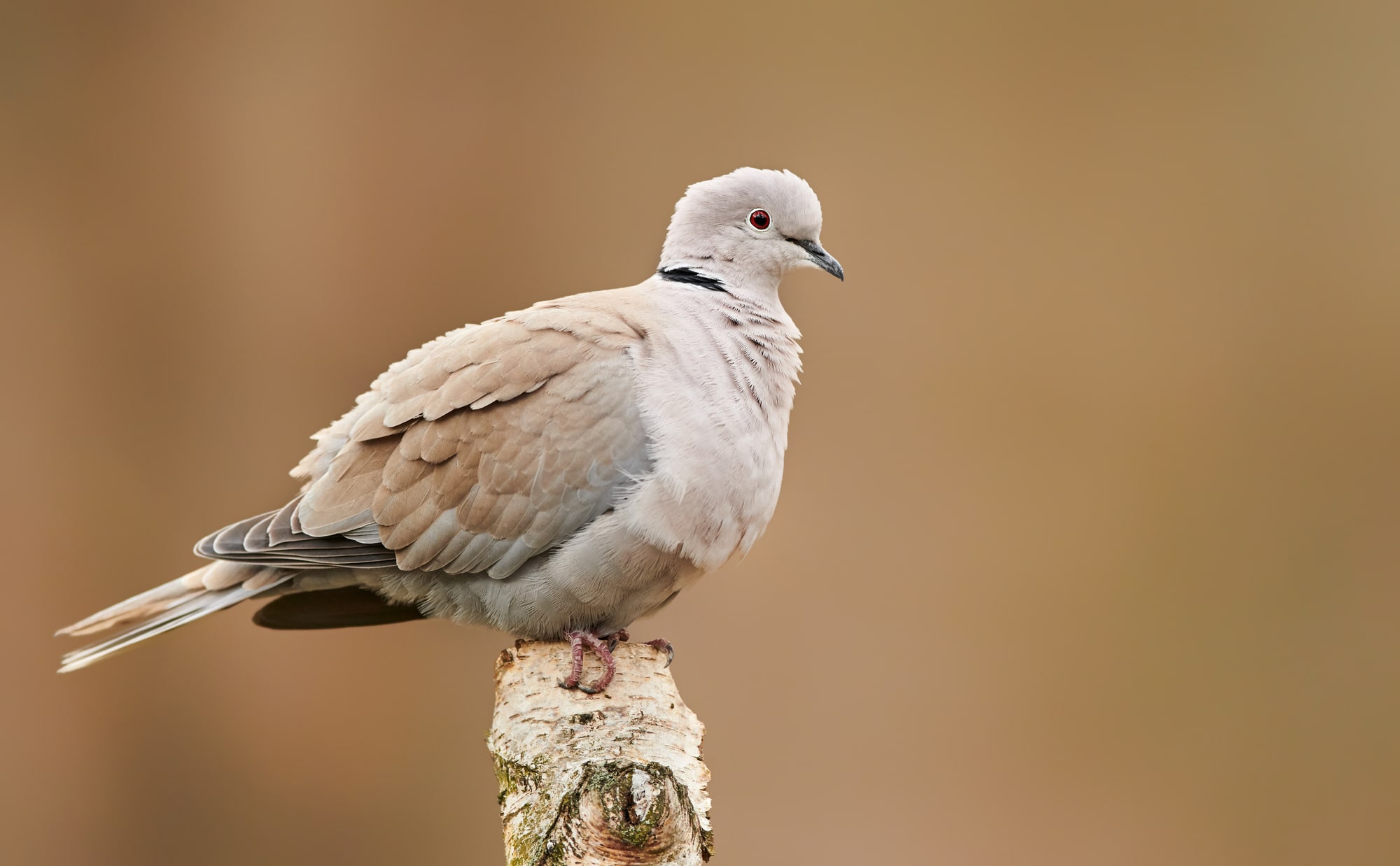 Eurasian collared dove (Streptopelia decaocto)