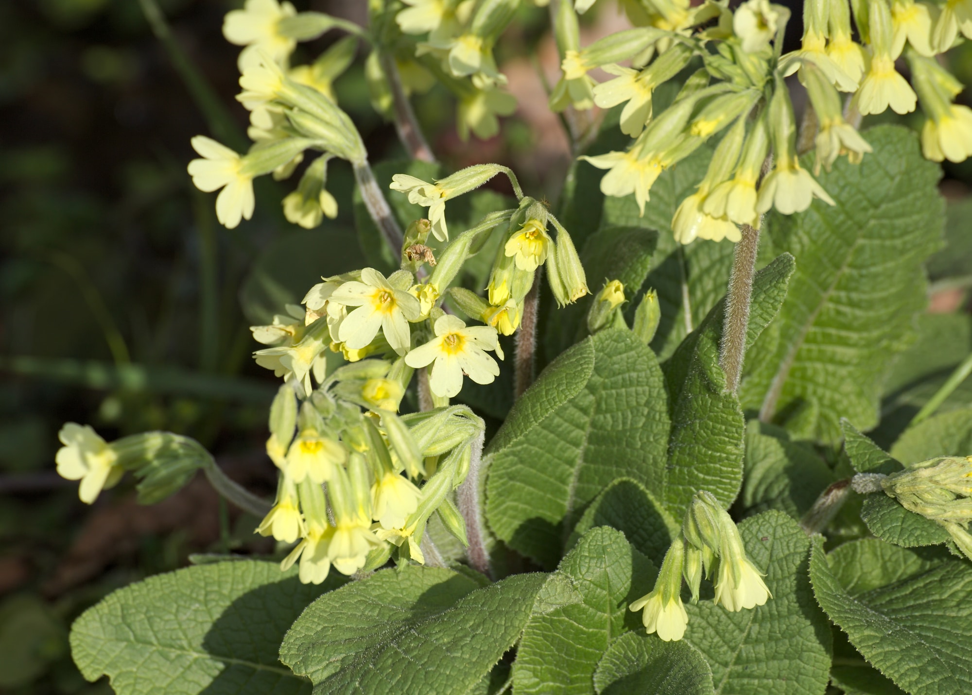 Oxlip (primula elatior)