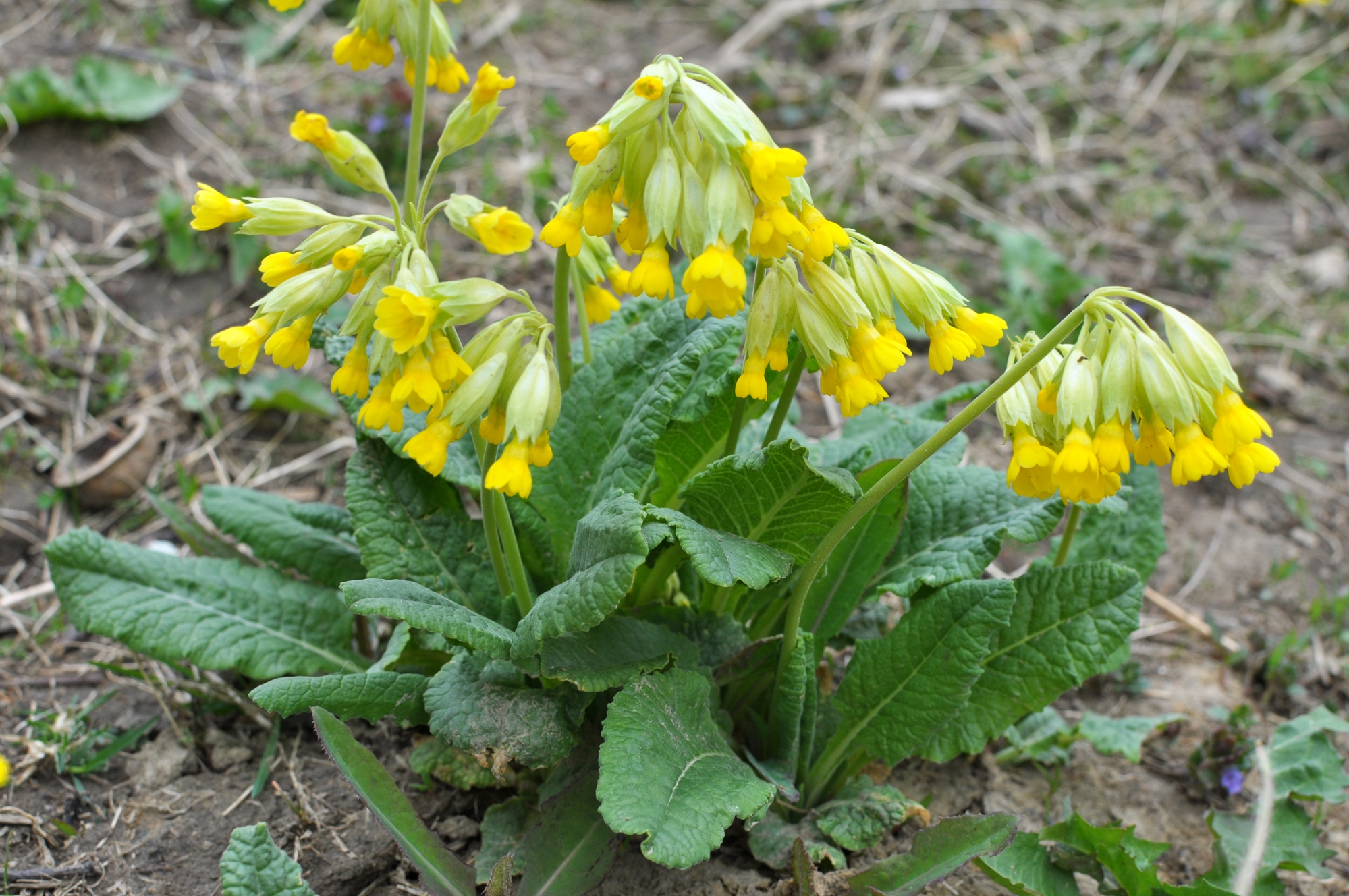 In spring, primrose (Primula veris) blooms in the wild