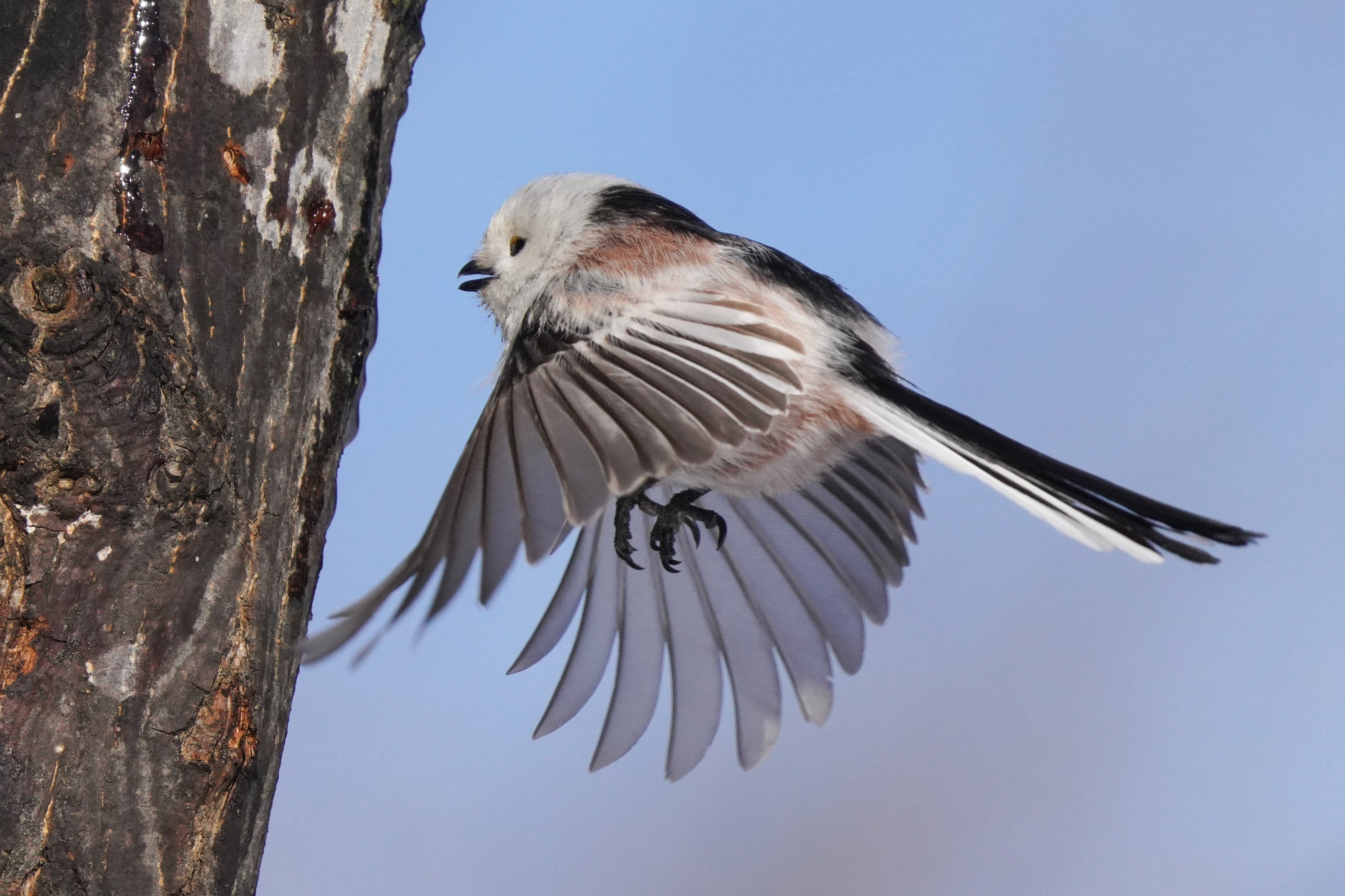 Long tailed tit in winter