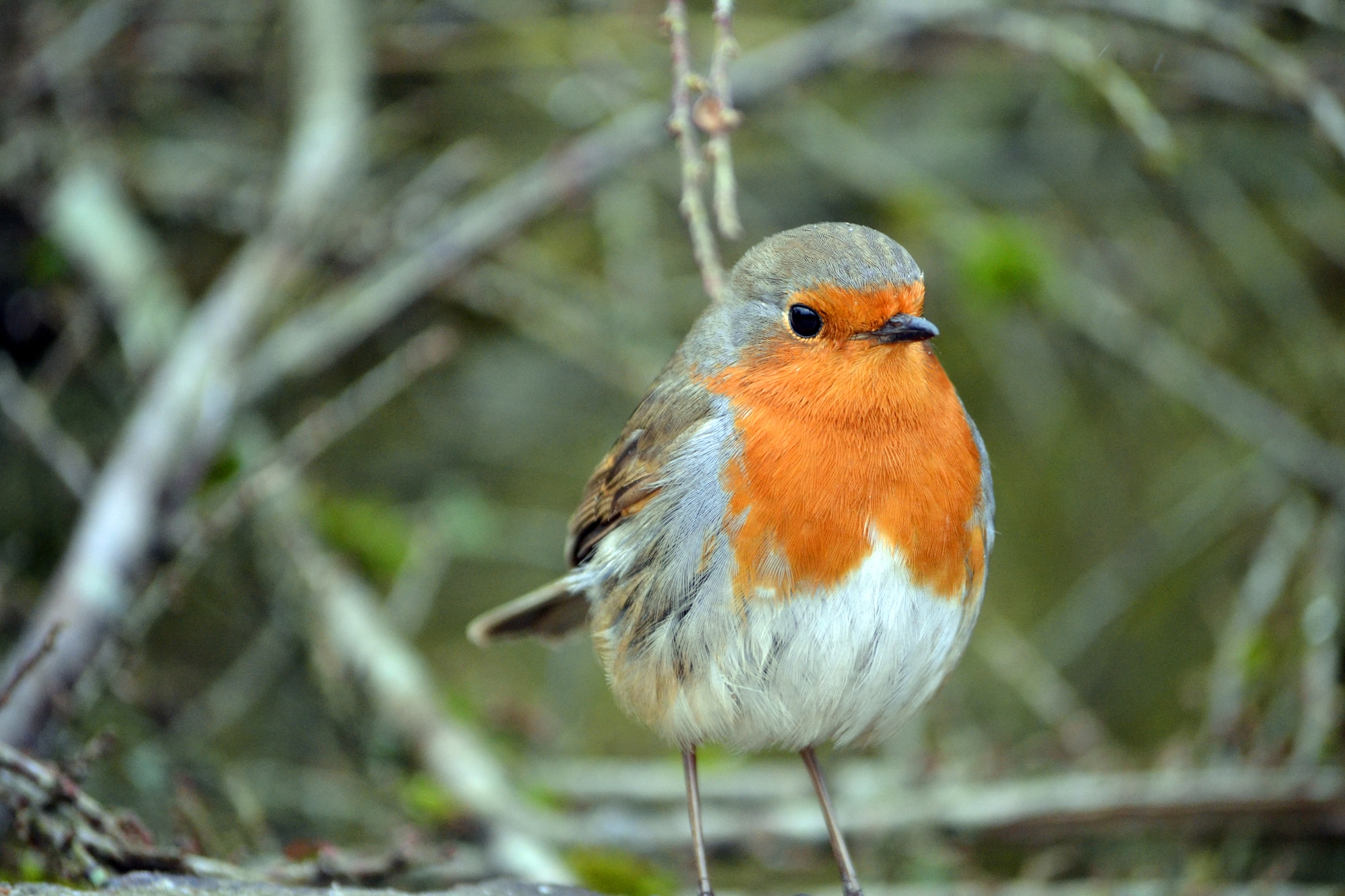 Robin bird is on table