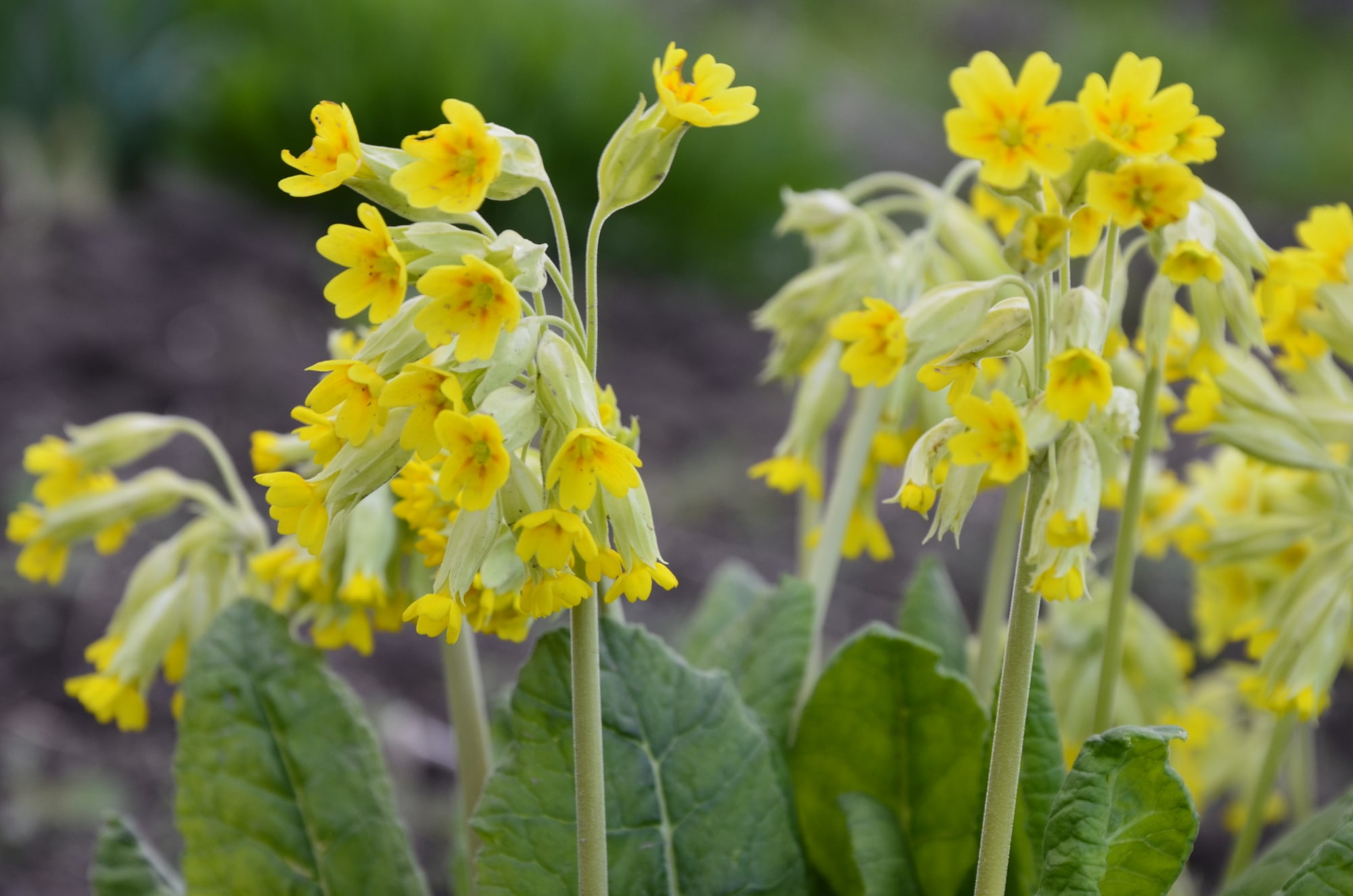 Spring wildflowers - Primula veris