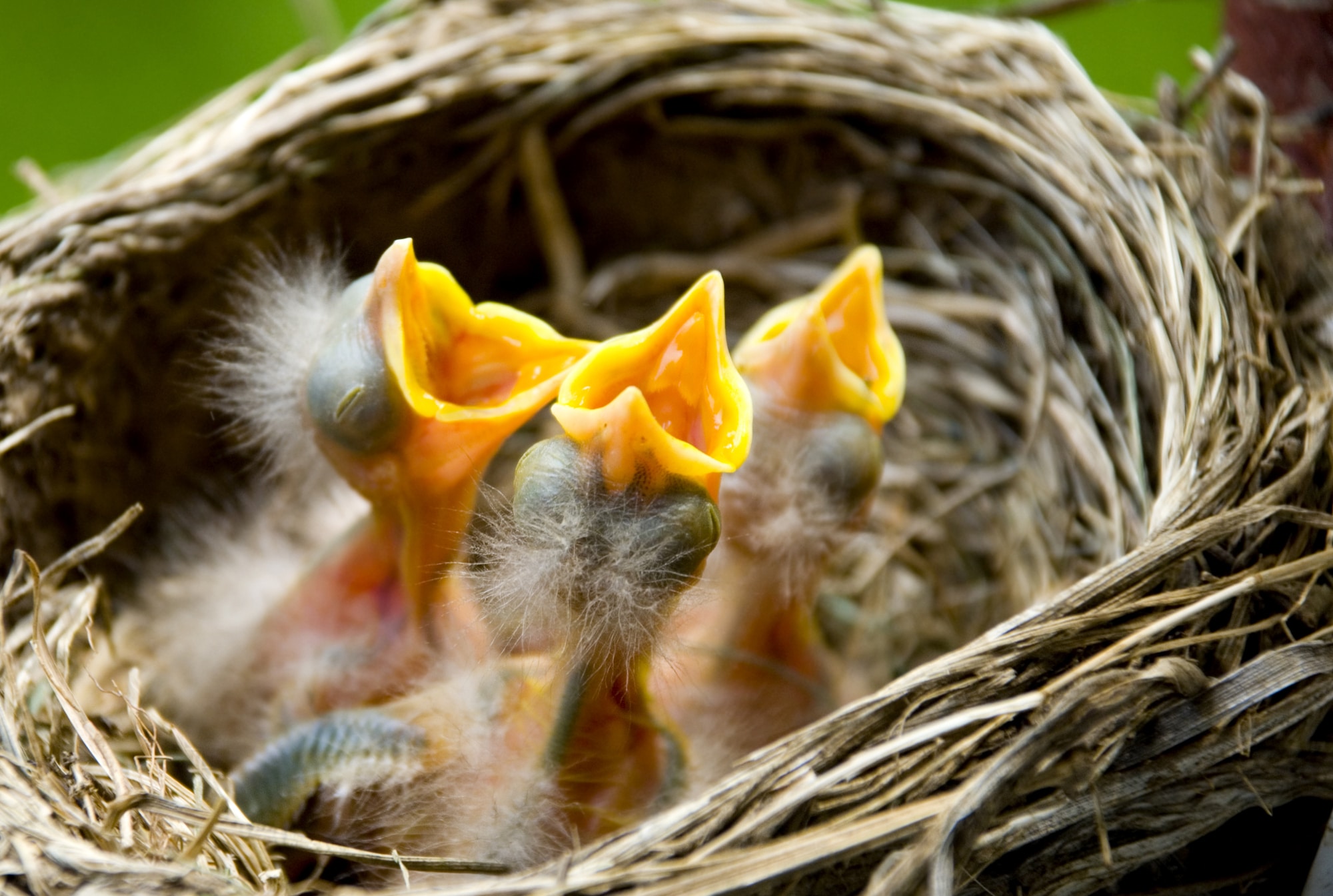 Three baby robins in a nest wanting the mother bird to come and feed them