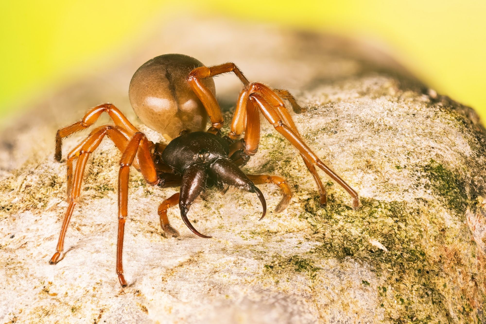 Woodlouse Spider, Dysdera crocata