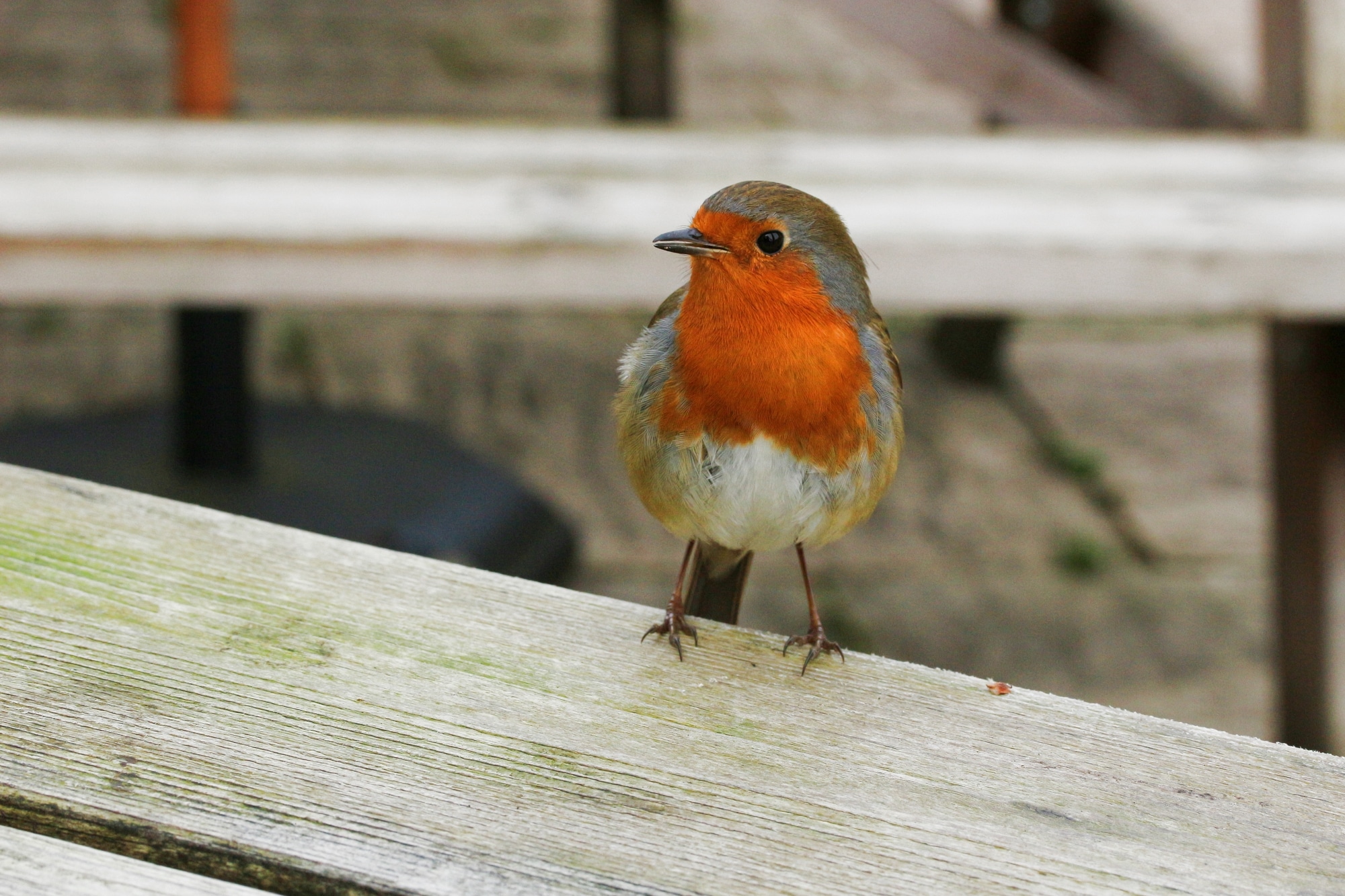 male and female robins