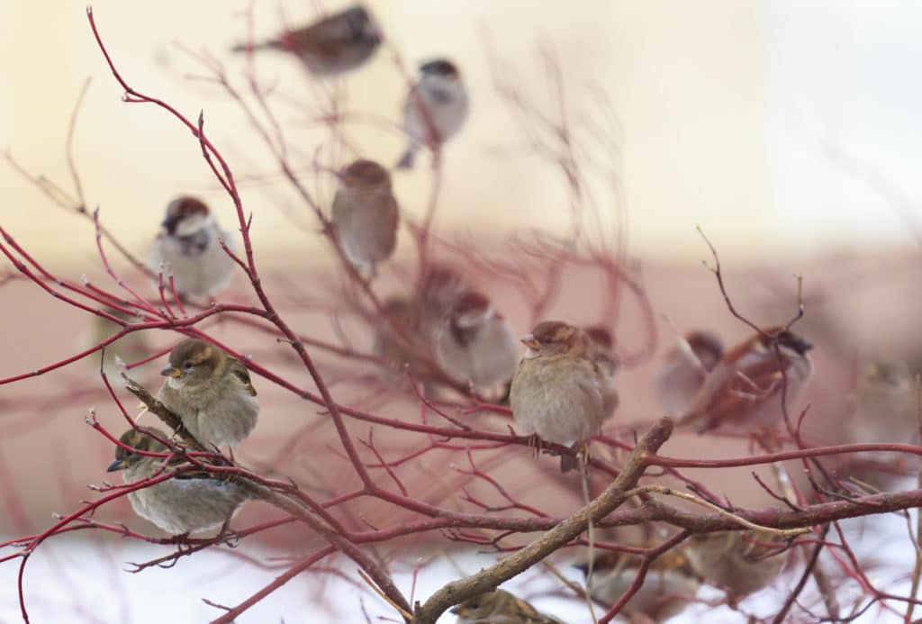 A flock of sparrows